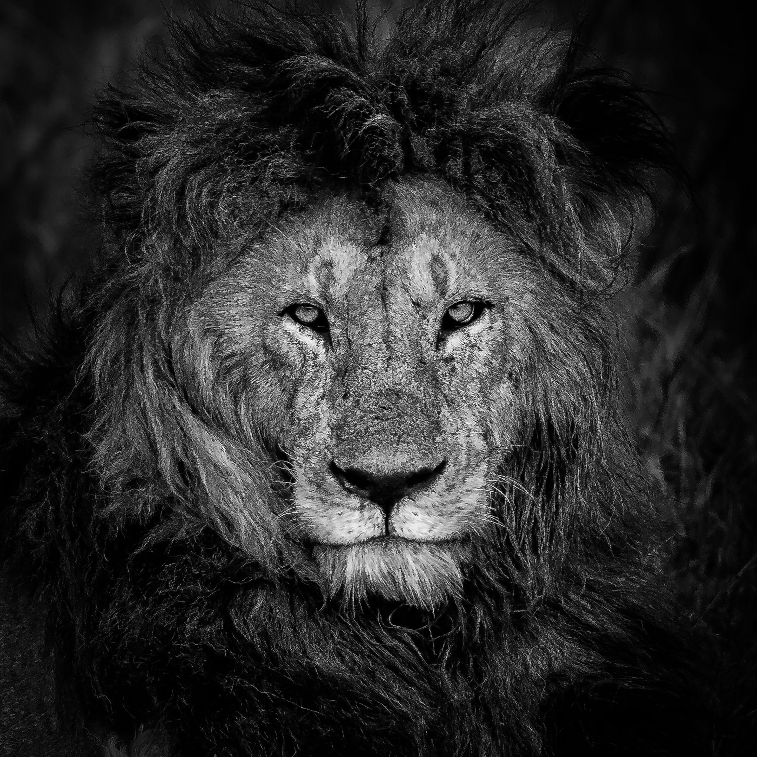 Un gros plan d'une tête de lion, en noir et blanc, avec le regard fixant directement l'objectif.