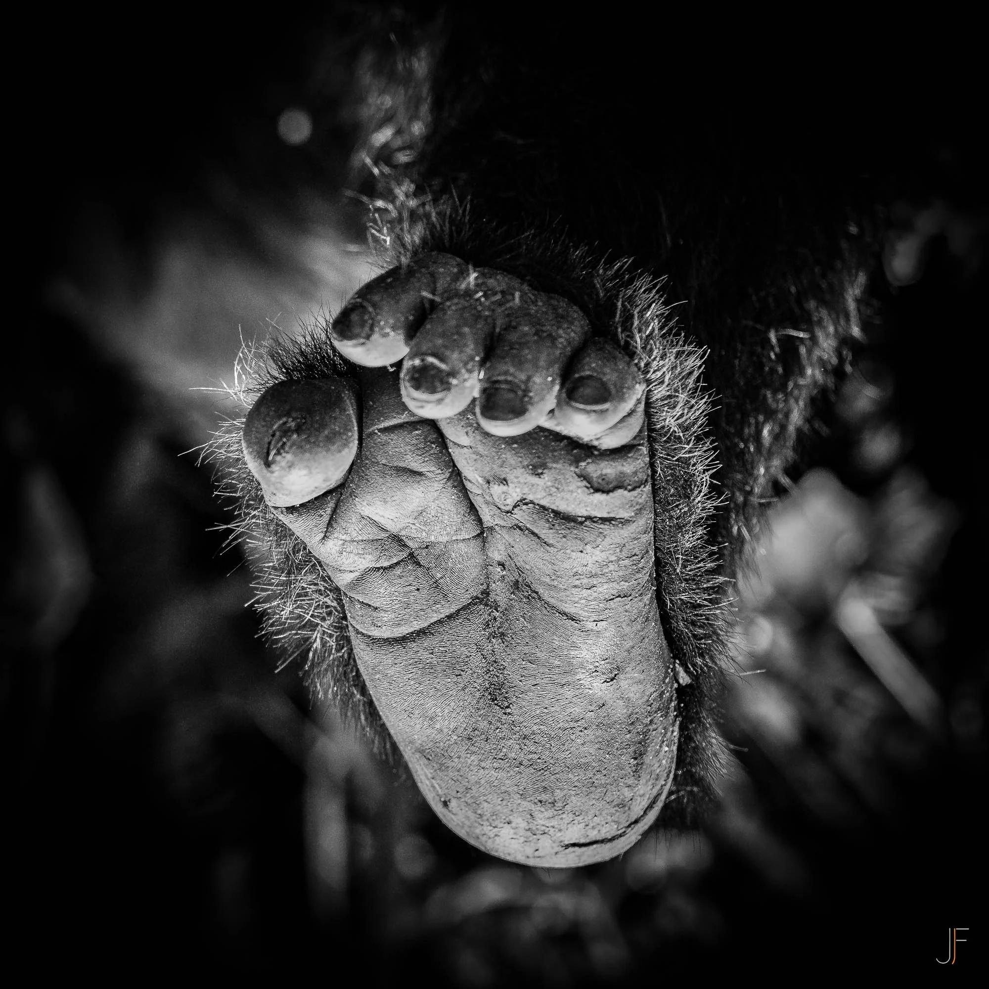 Gros plan d'un pied de gorille en noir et blanc