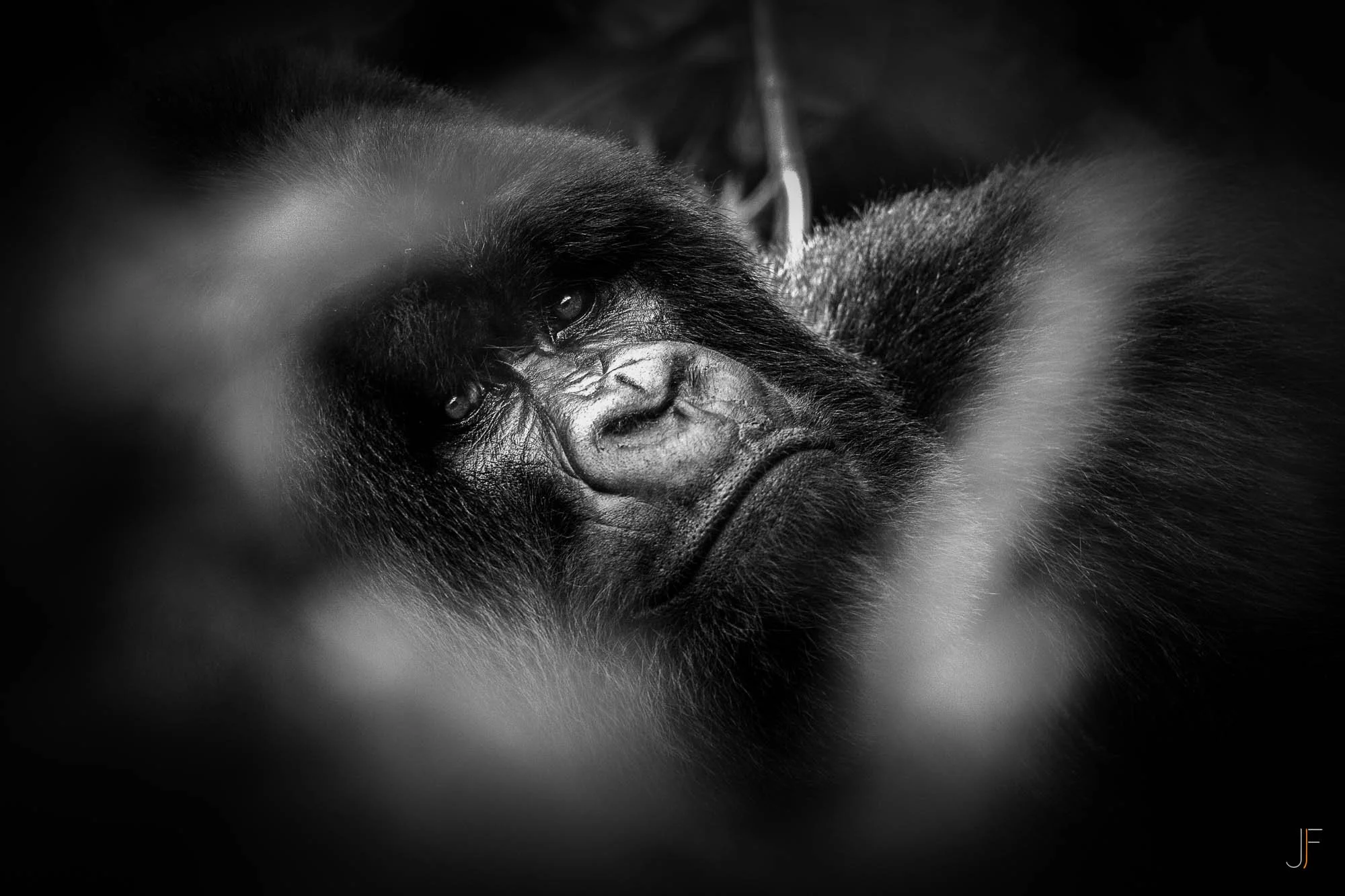 Un gorille allongé, vu de face, en noir et blanc, avec une expression sérieuse ou pensive.