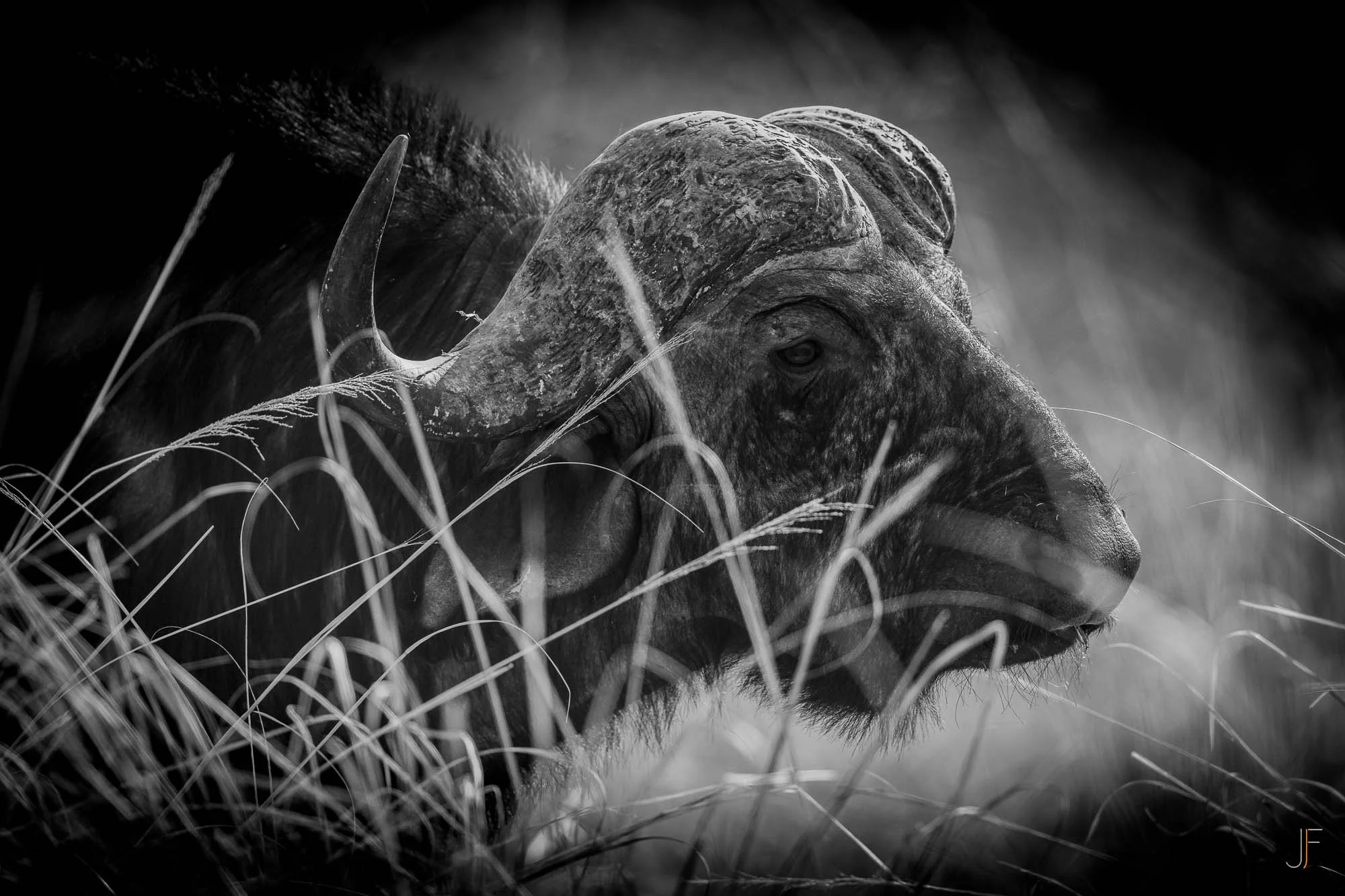 Un buffle se repose dans la nature, entouré d'herbes hautes. L’image est en noir et blanc.