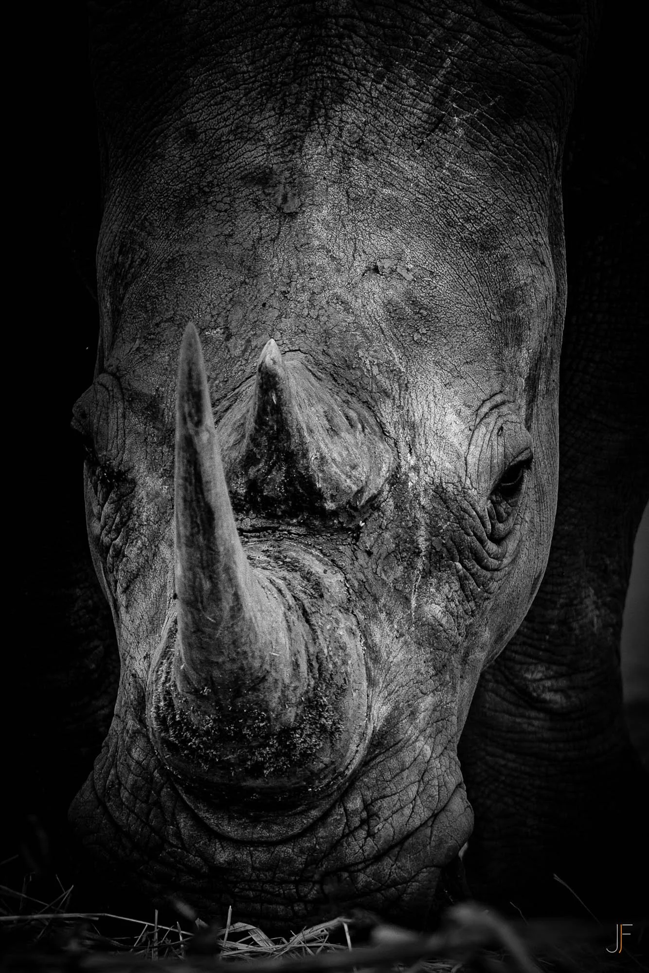 Photo en noir et blanc d'un visage de rhinocéros, mettant en évidence sa peau rugueuse et ses cornes.