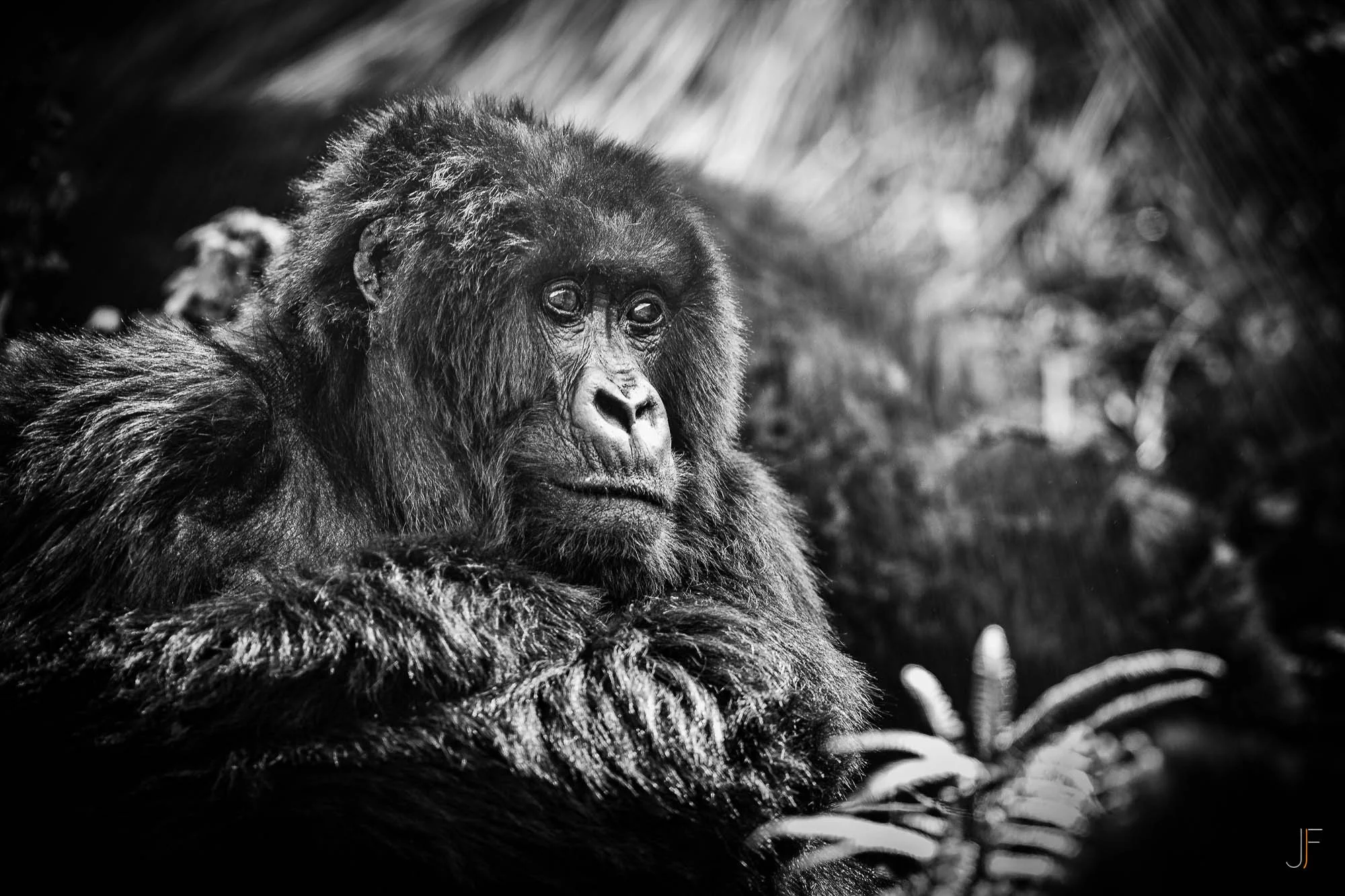 Un gorille de face, assis dans la nature, en noir et blanc, regardant vers la gauche.