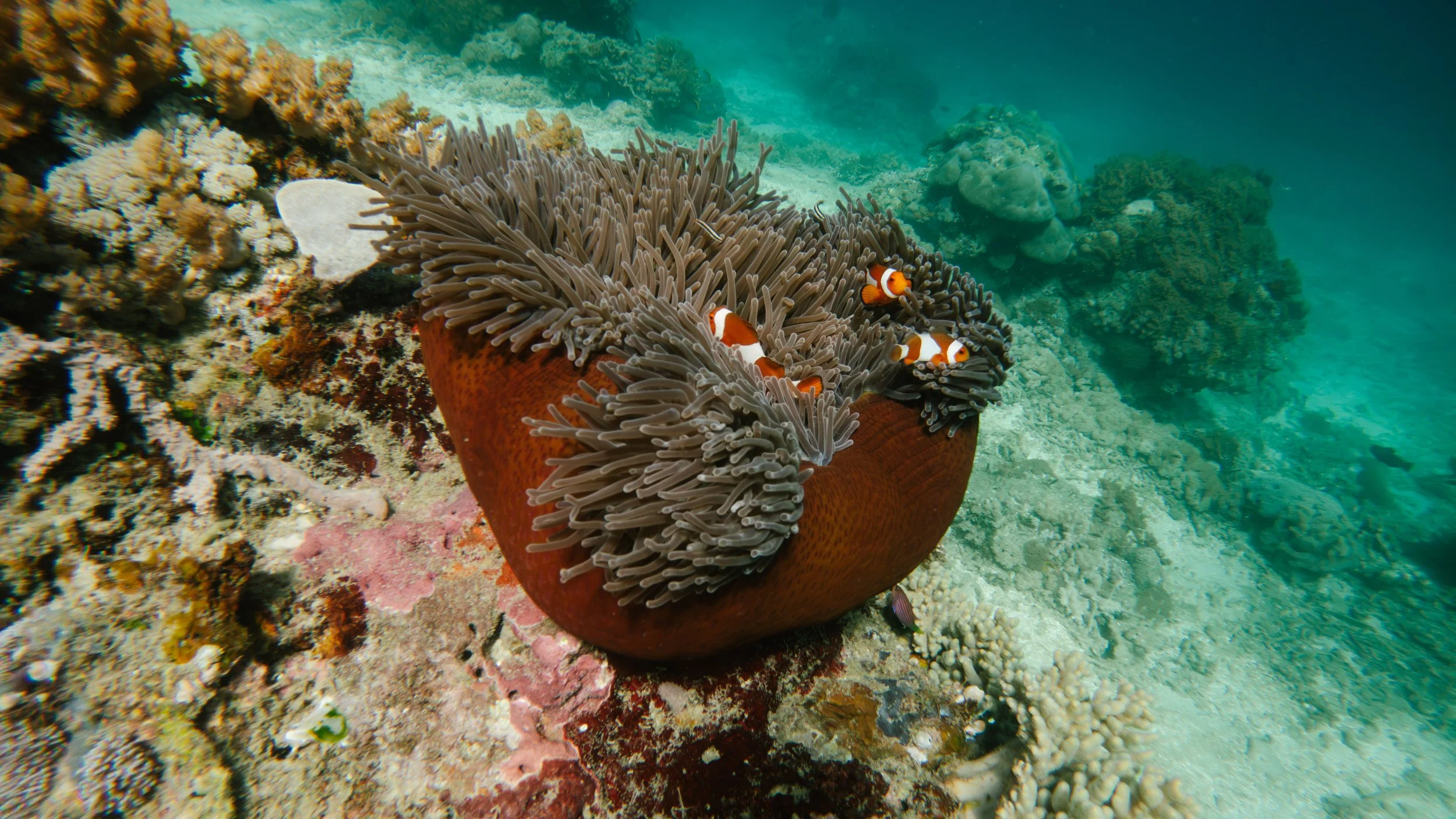Lombok