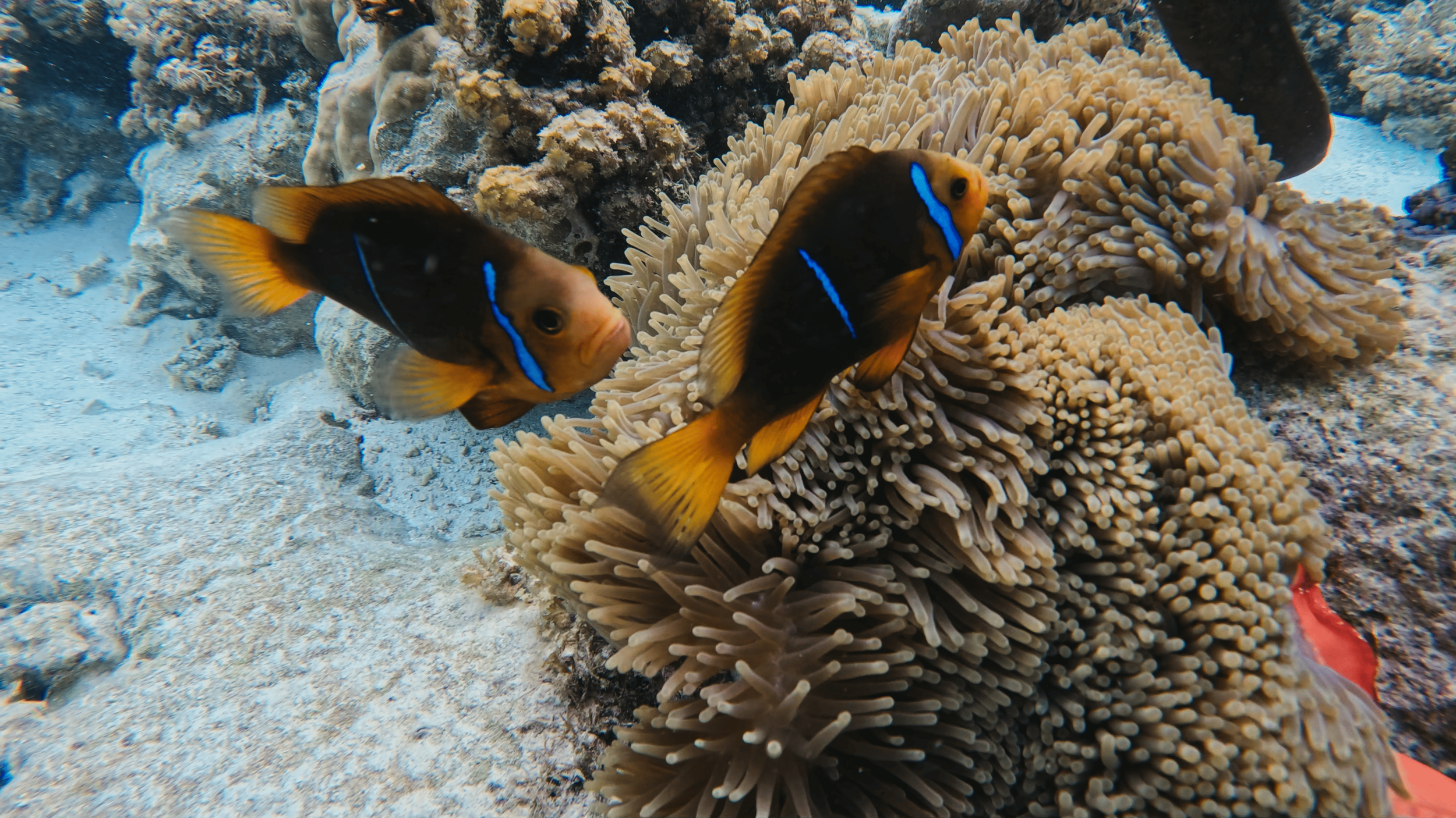 Image 2026-09-24 084442_1.715.1.png