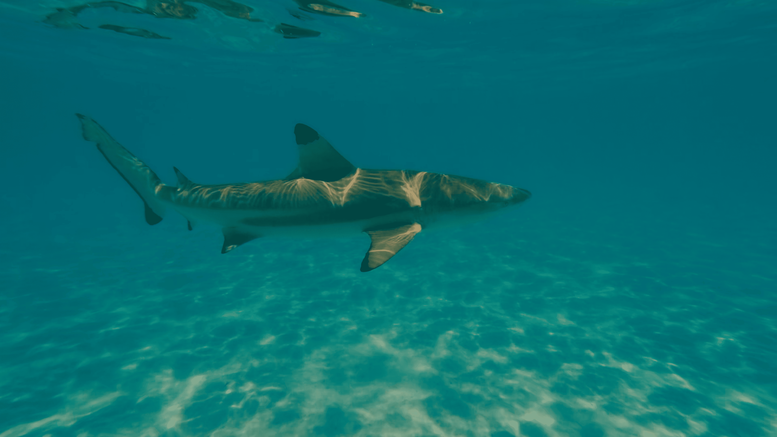 Image 2026-09-17 140516_2.1.2.png