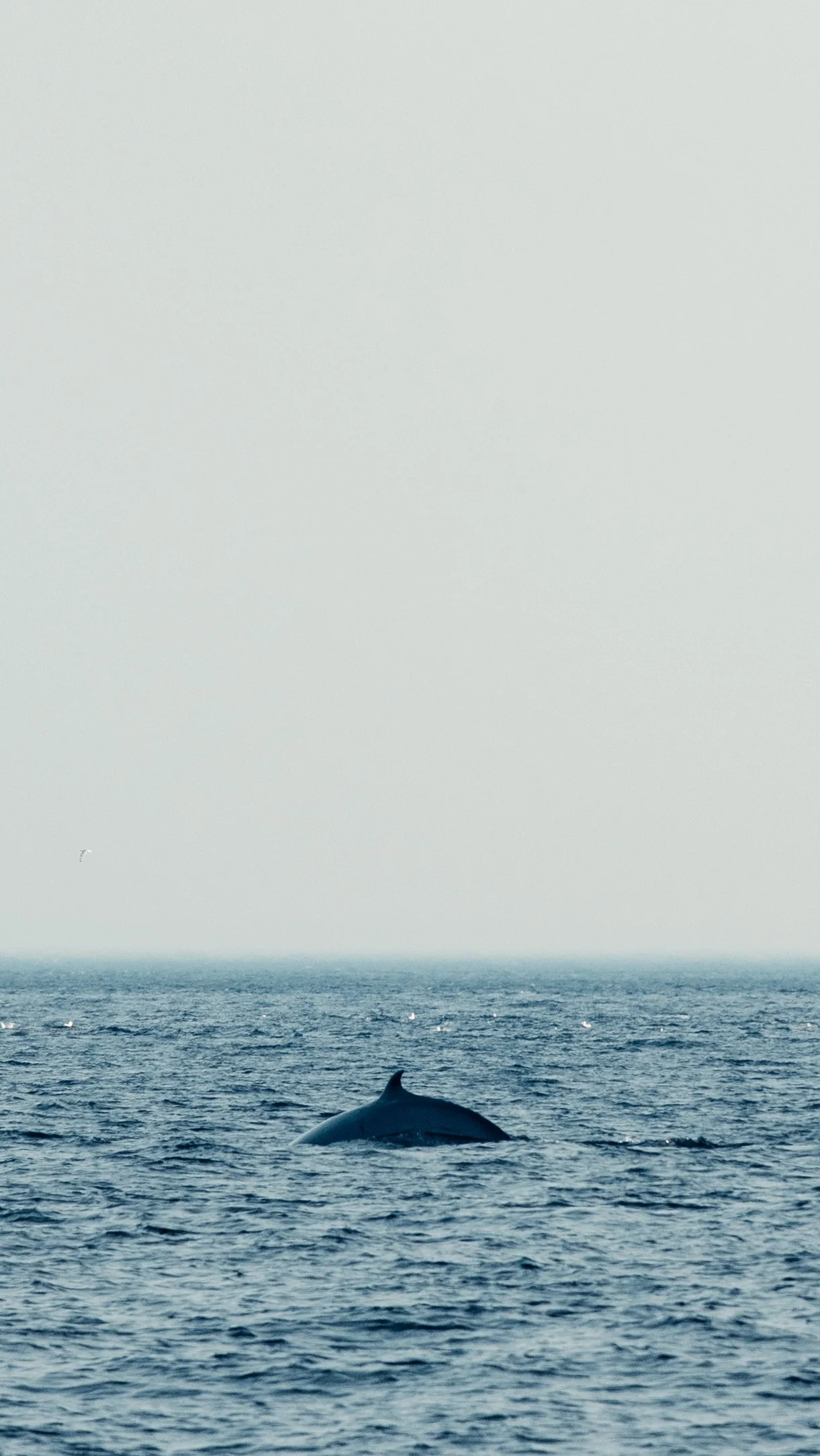 0Y1A0819.jpg