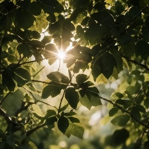 Paul Wogan Therapy. Sunlight shining through green tree leaves.