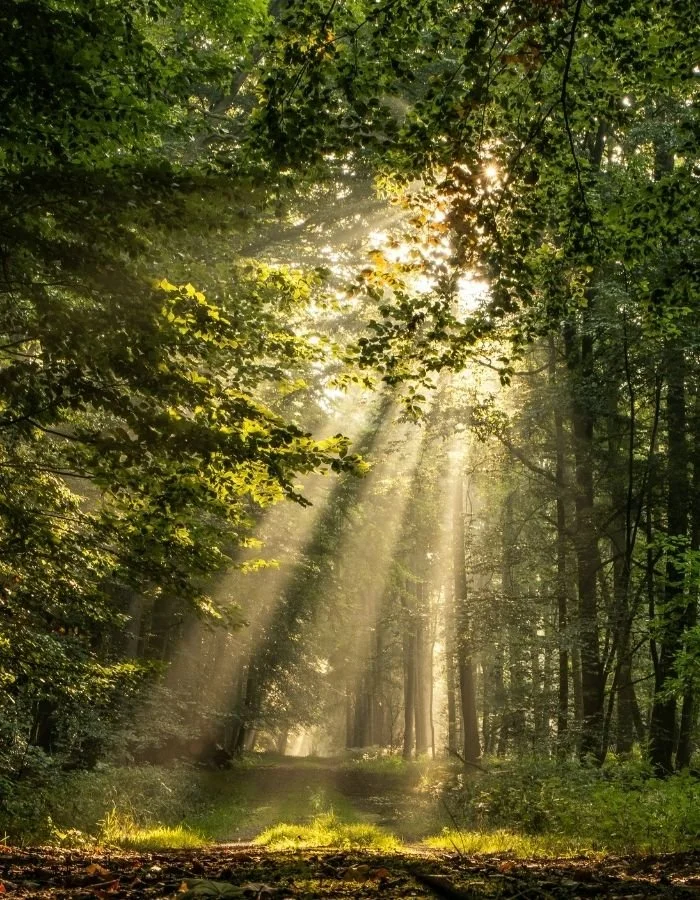 Paul Wogan Therapy. Sunlight streaming through a dense green forest on a narrow dirt path.