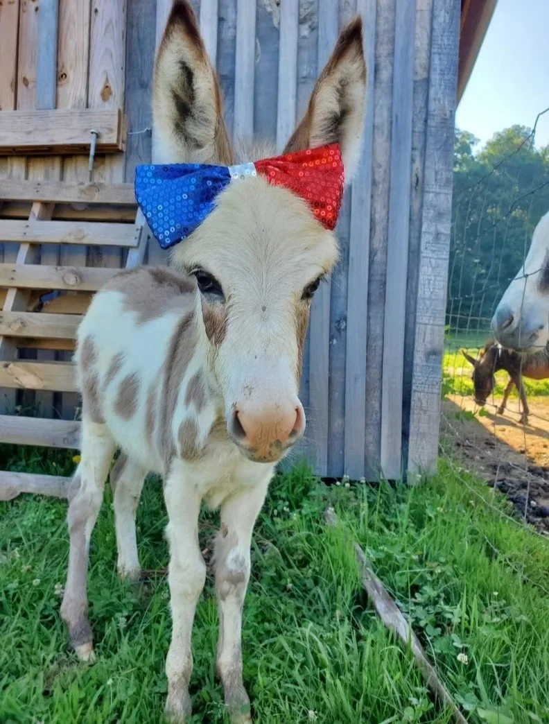 A baby donkey with a red, white, and blue sequin bow on its head, standing on green grass near a wooden fence, with adult donkeys visible in the background.