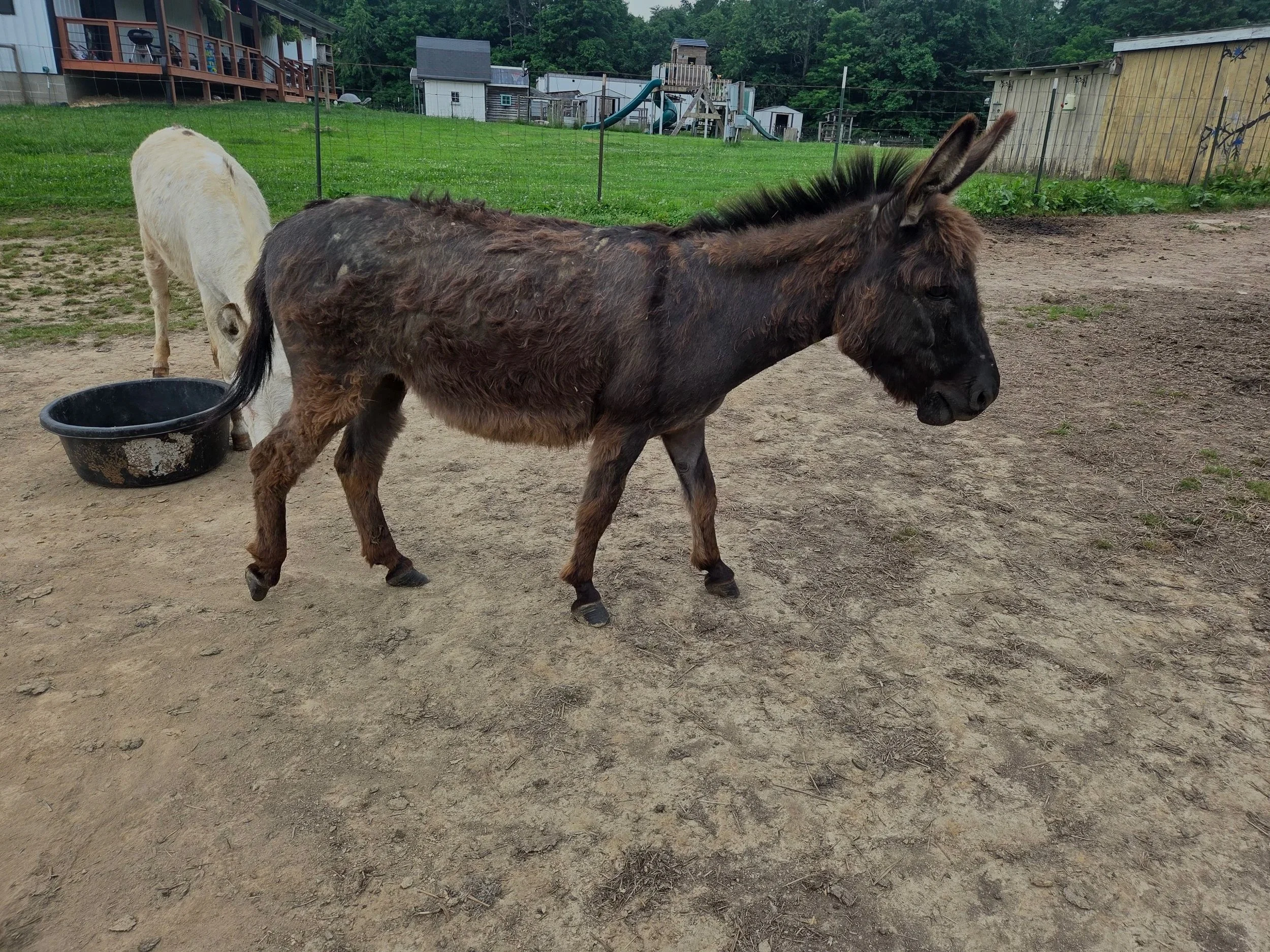 Hoof Trimming