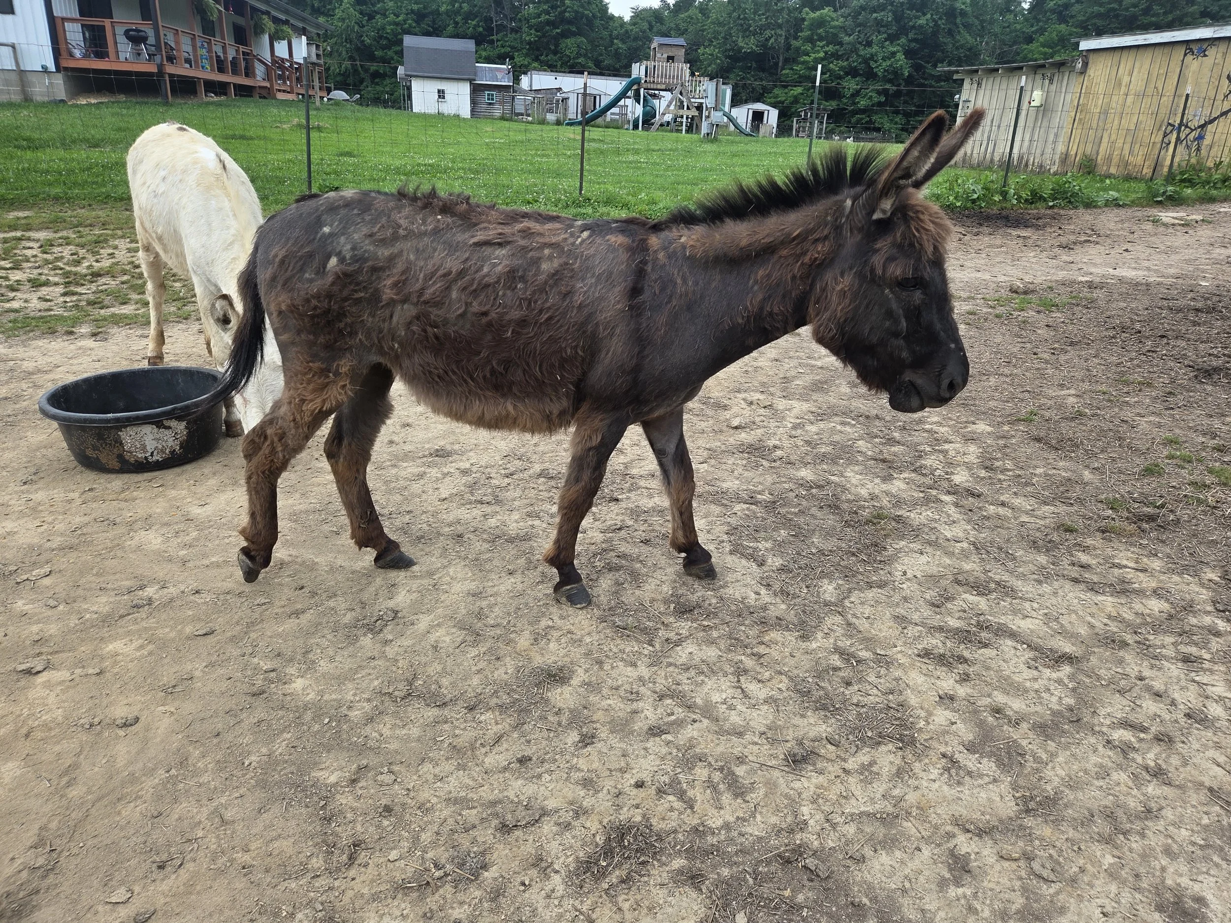 A donkey walking in an outdoor pen with a black water trough, with a white animal in the background and a farmyard with houses and trees in the distance.