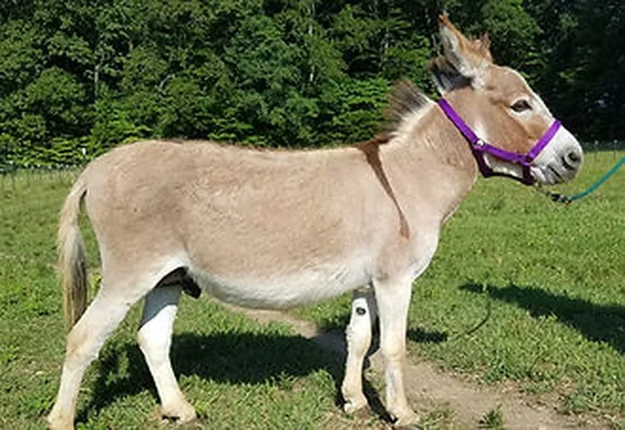 Ass-pirin Acres Joker Brown