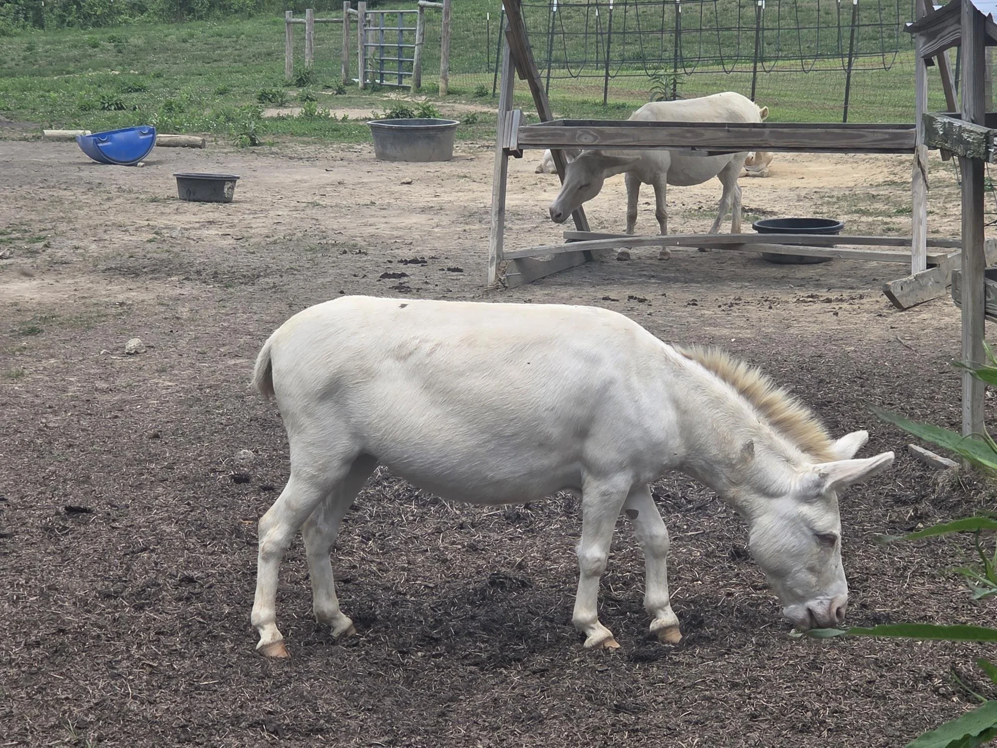 KNP'S Ella