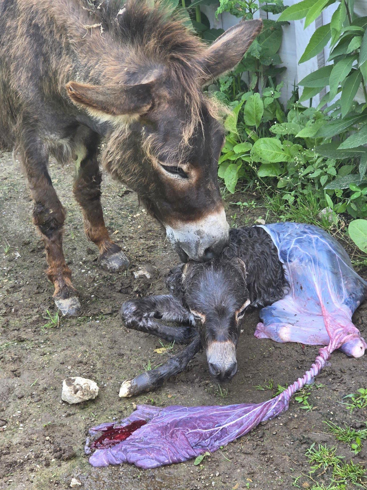 Foaling