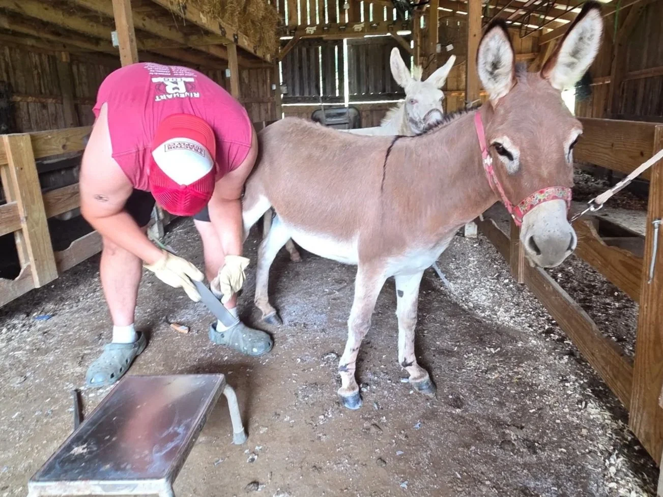 Hoof Trimming