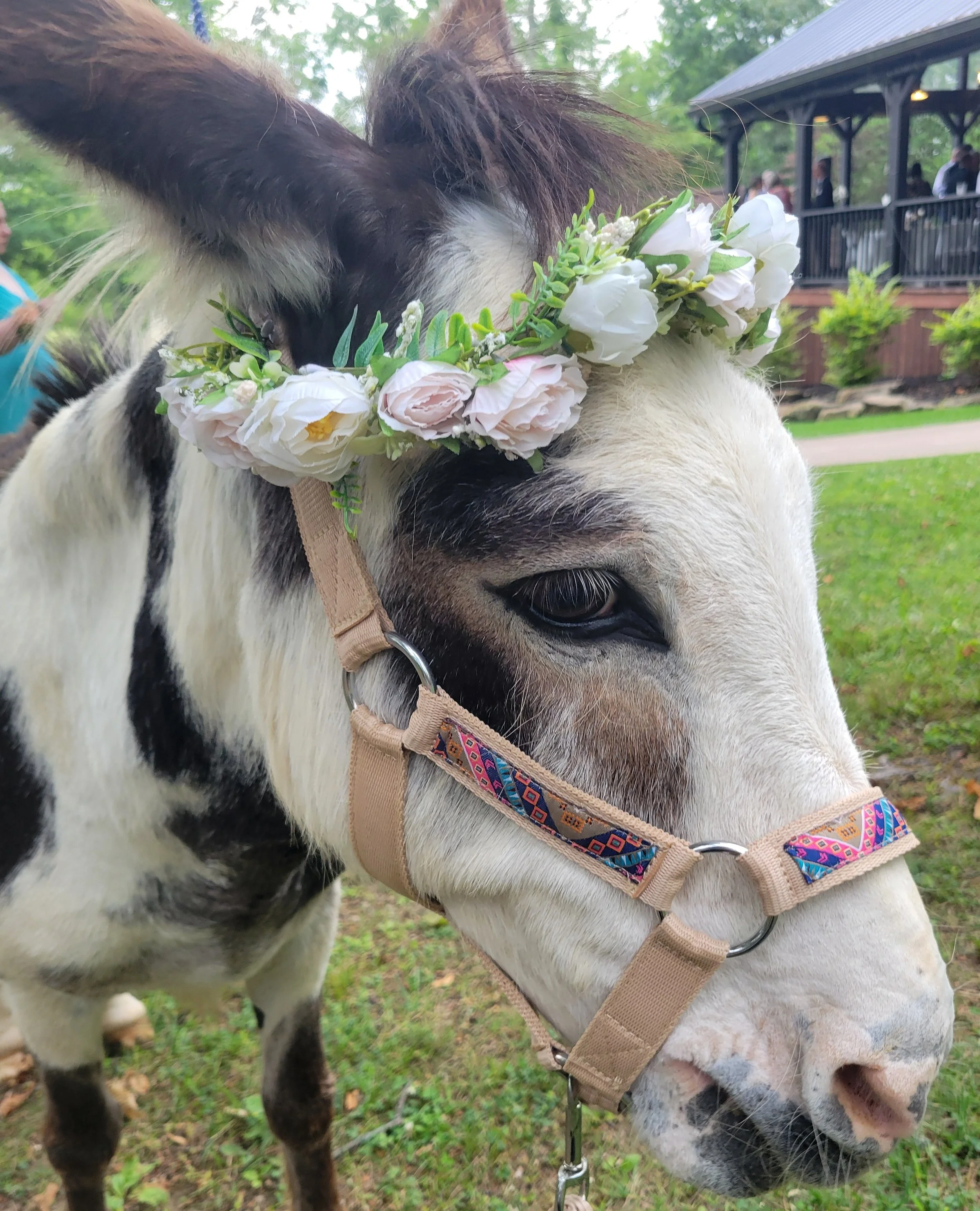 Donkey Health/Care Knowledge