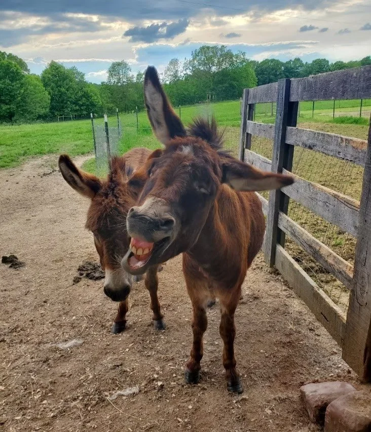 A donkey with a funny facial expression appears to be smiling or grimacing, standing next to another smaller donkey on a farm with a dirt path, green fields, trees, and a wooden fence under a cloudy sky.
