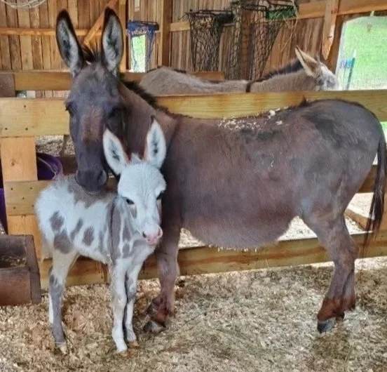 SweetMinisDonkeys01.jpg