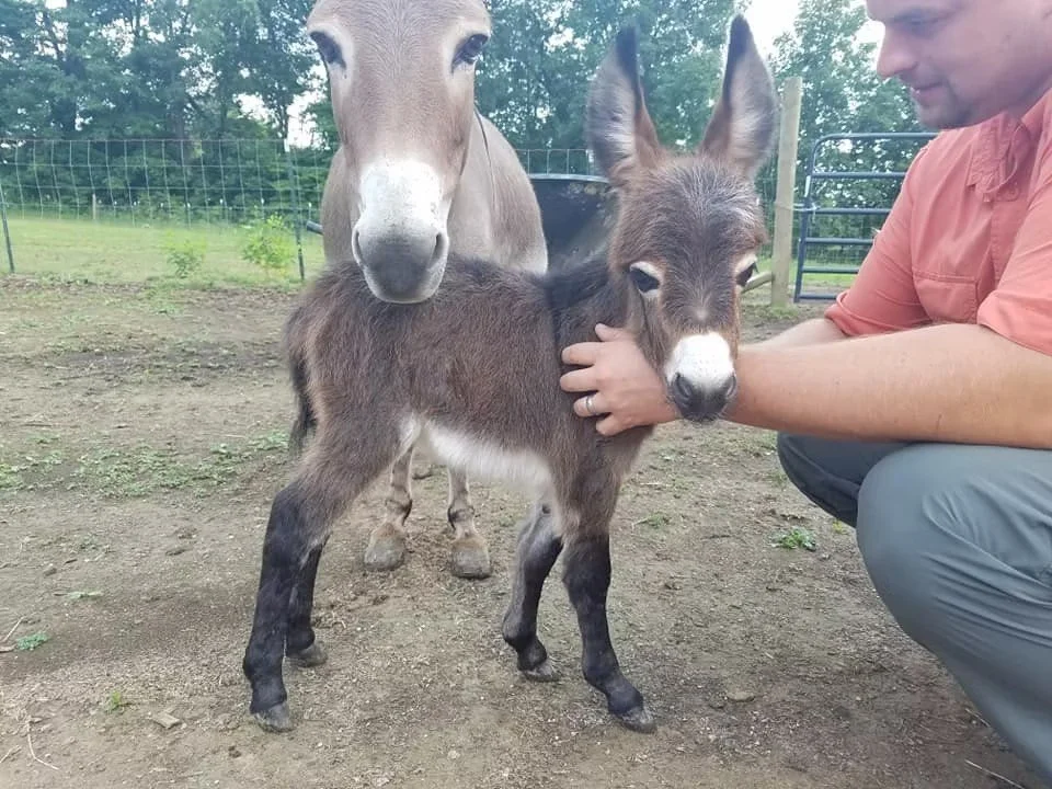 A man in an orange shirt gently holds a baby donkey with a dark brown coat, white markings, and large ears while a larger light-colored horse stands behind them in a fenced outdoor area.