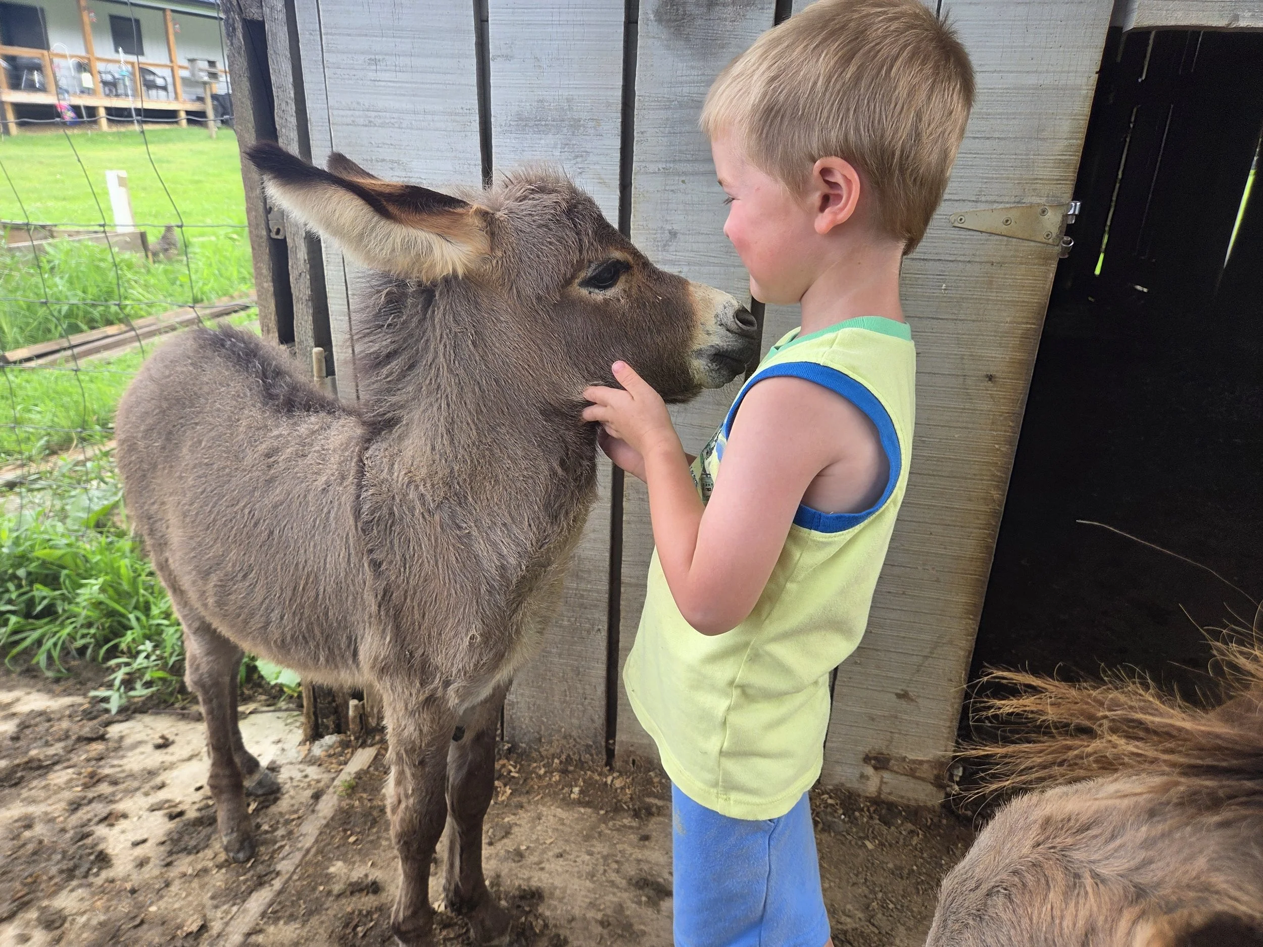A young boy with blonde hair and wearing a yellow and blue tank top petting a small brown donkey inside a wooden shed or barn.