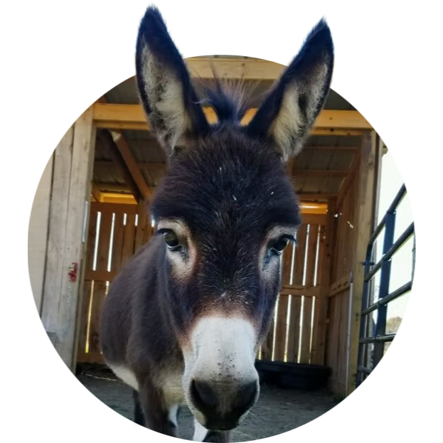 SweetMinisDonkeys03.png
