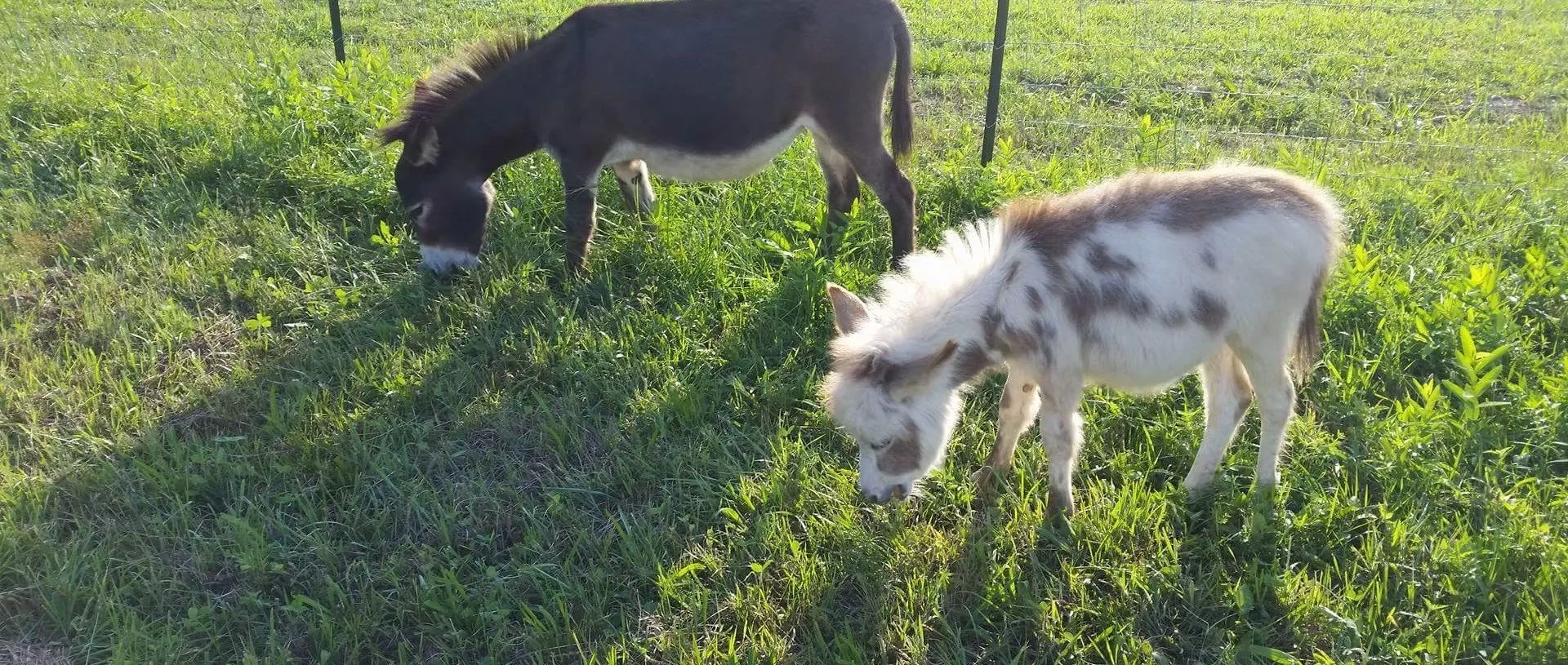 miniature Donkeys