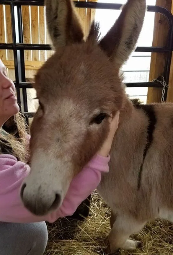 Child petting a light brown donkey inside a shelter with wooden walls and hay on the ground.