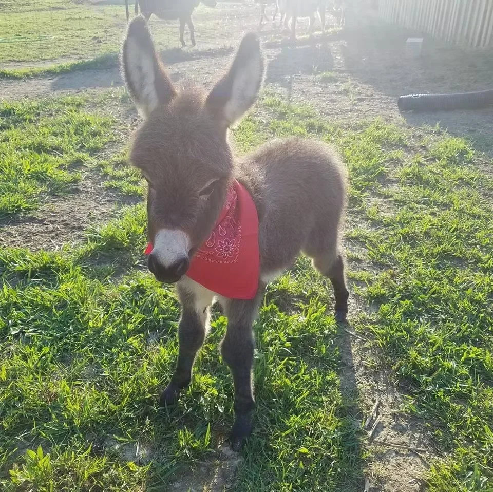 A young donkey standing on grass wearing a red bandana. The background shows other donkeys and a fence, with sunlight creating a bright atmosphere.