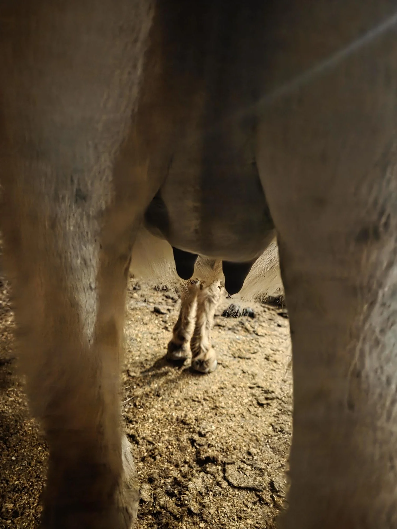 Picture of a Jenny that has bagged up but is not yet ready to foal. While the bag is full the nipples are not full and they are not pointing in opposite directions of each other.