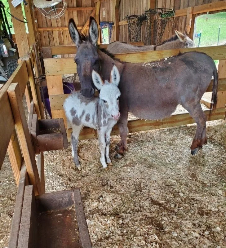 Donkey Health/Care Knowledge