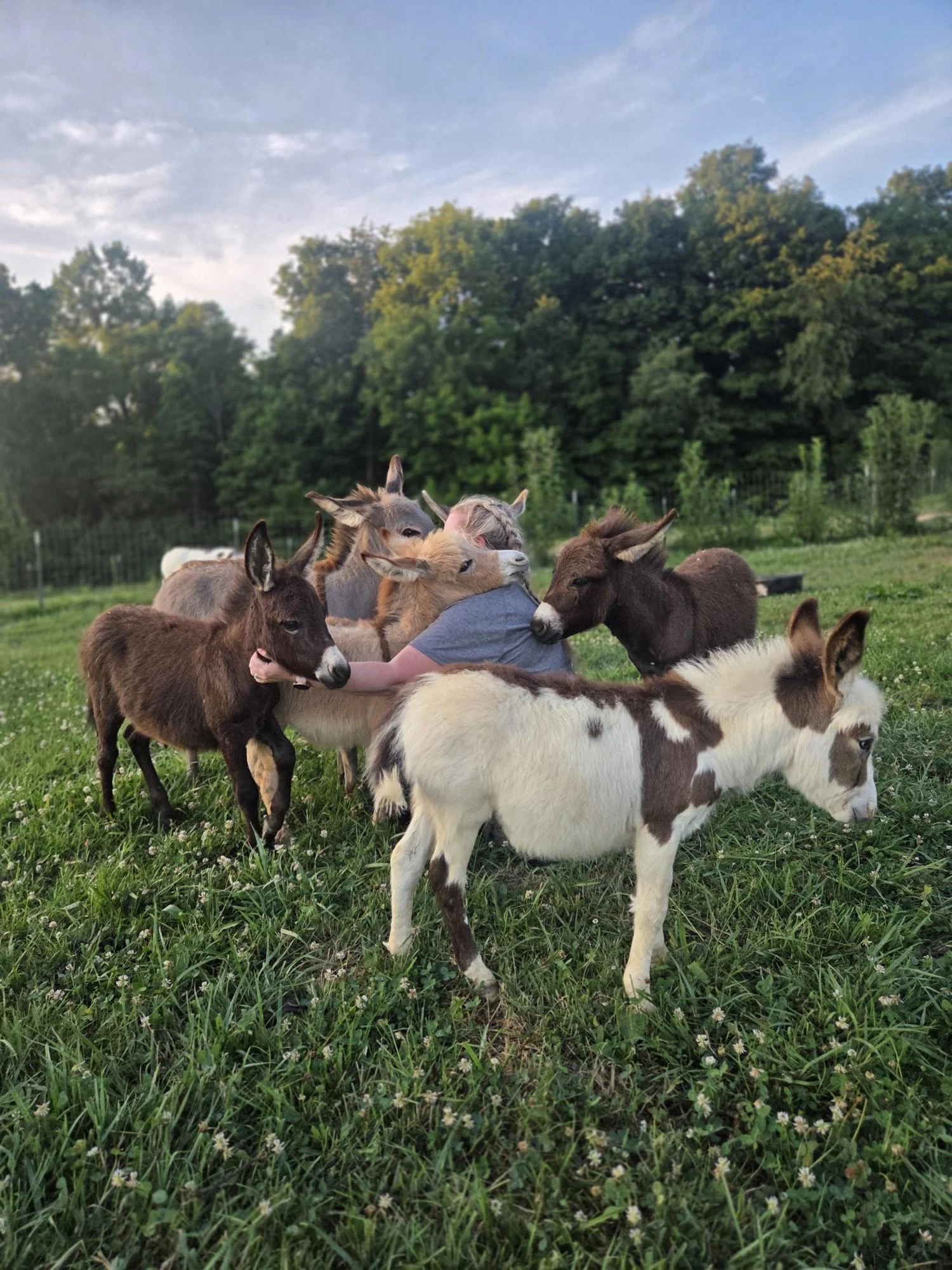 A person lying on the ground surrounded by multiple young donkeys or foals in a grassy field, with a background of trees and a partly cloudy sky.