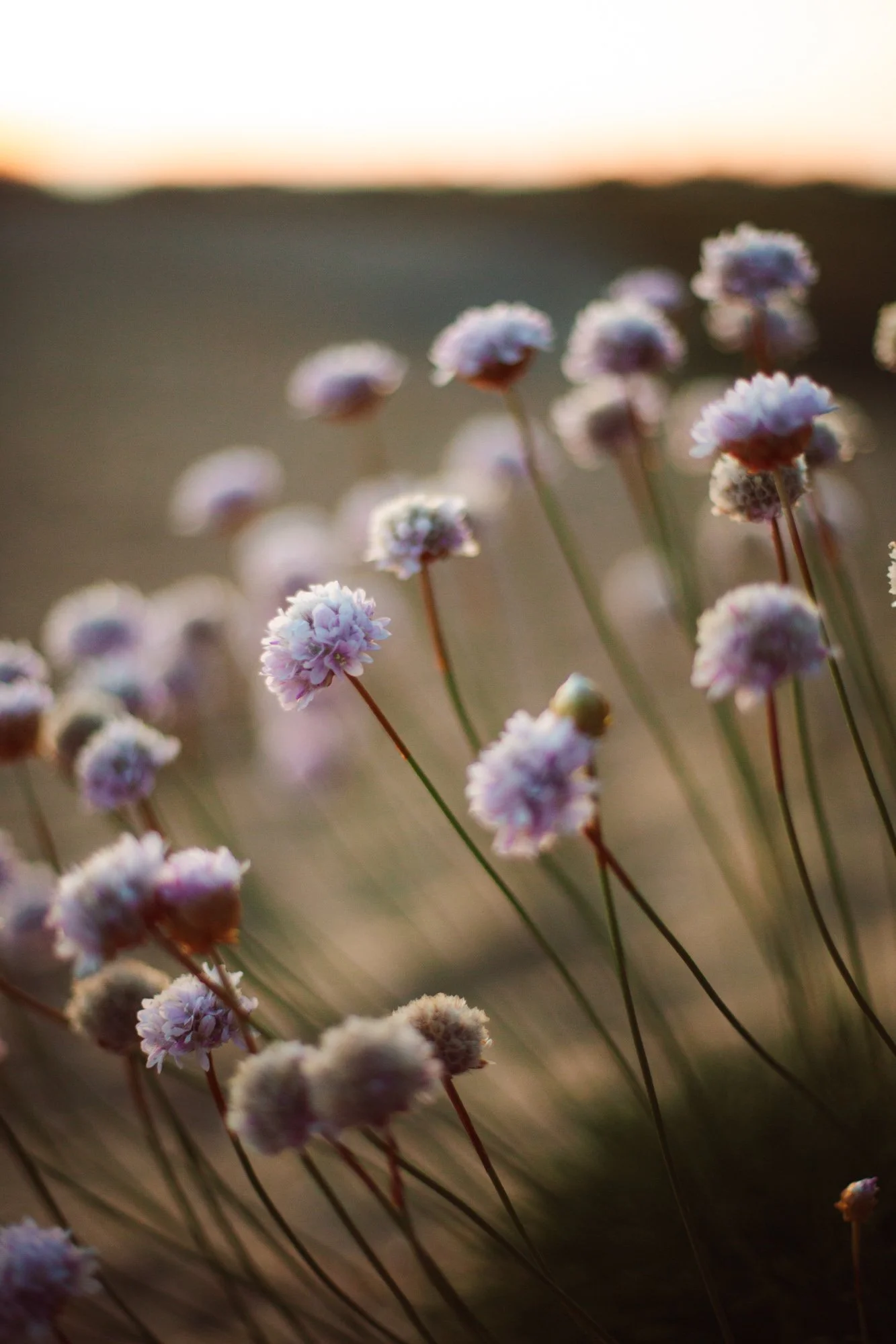 Fiori lilla e bianchi in un campo durante il tramonto.