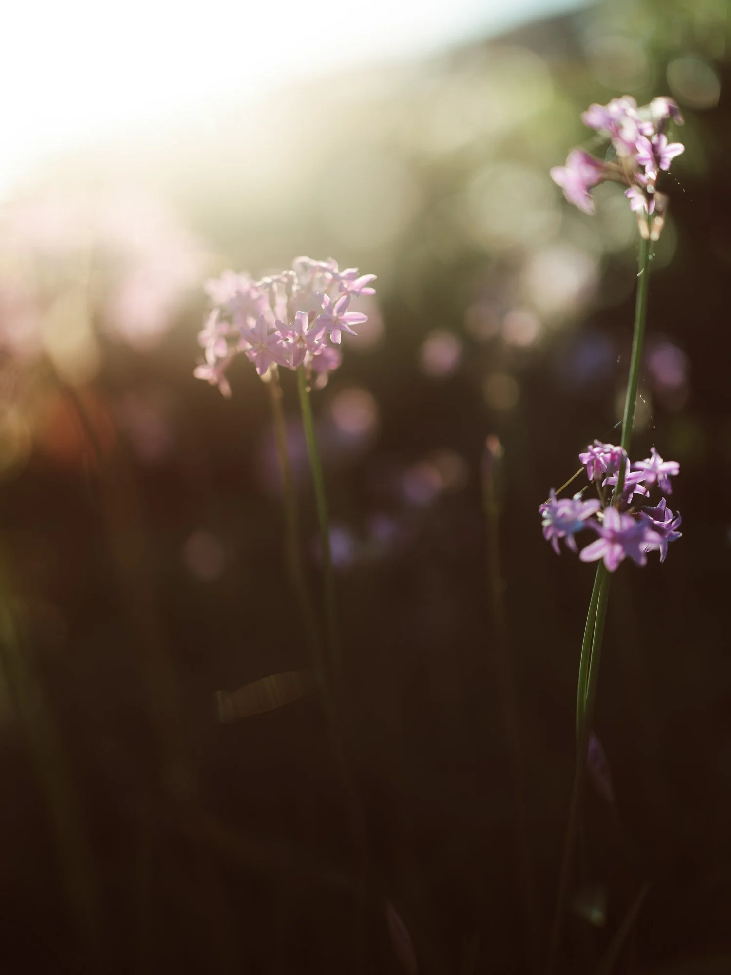 Primo piano artistico di piccoli fiori viola selvatici in giardino bagnati dalla luce dorata del tramonto