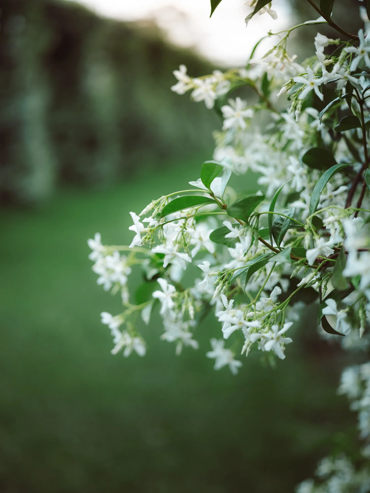Primo piano di rami di gelsomino bianco in fiore nei giardini della location di nozze