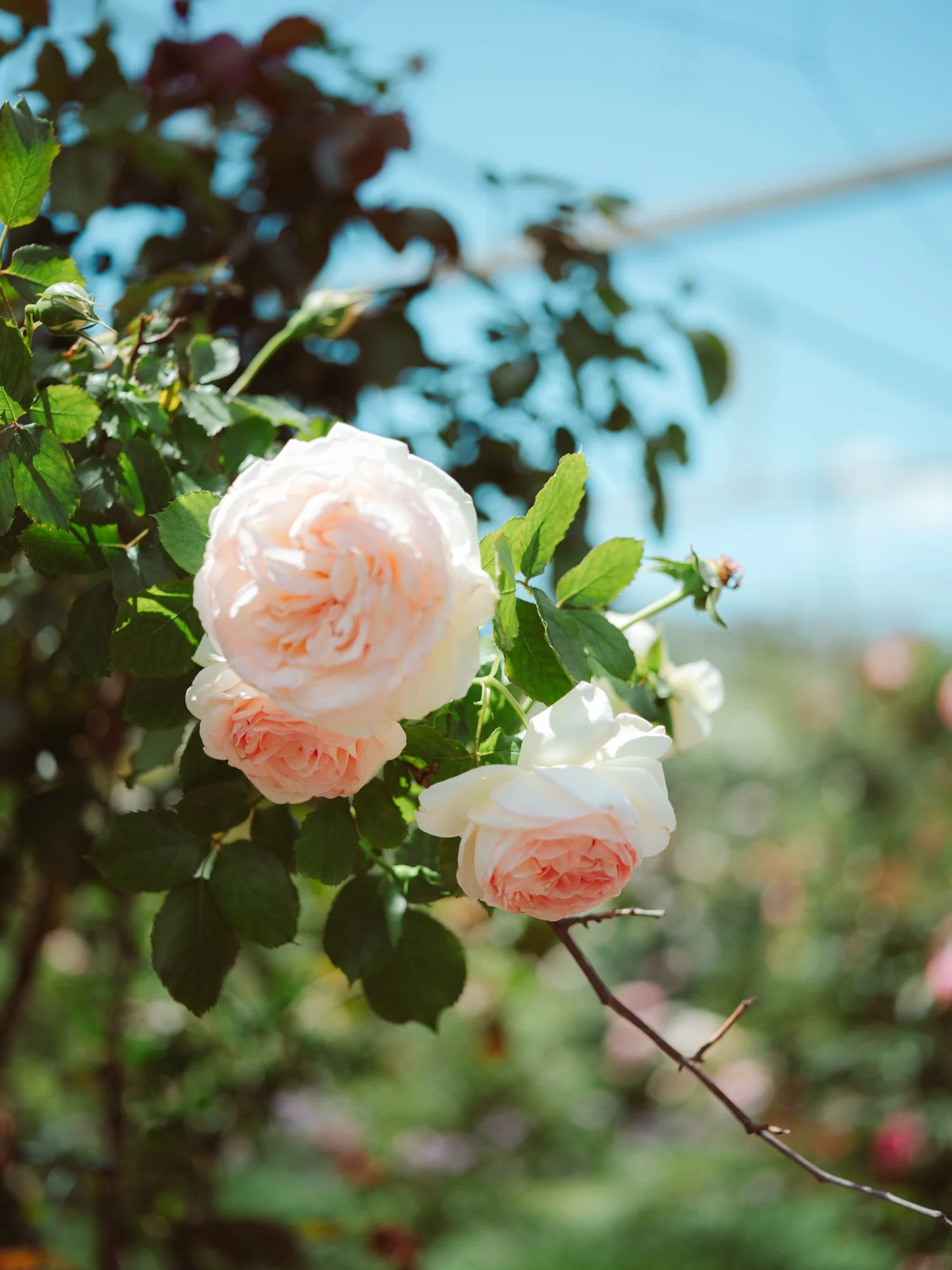 Splendide rose inglesi sfumate di rosa e crema illuminate dal sole nel giardino della location