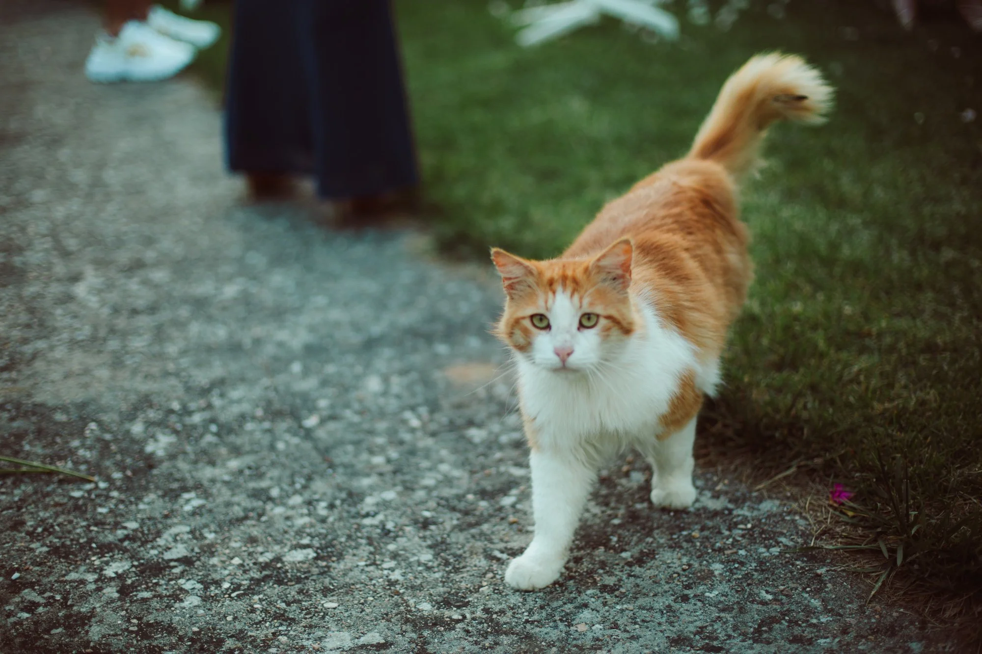 Simpatico gatto bianco e arancione che cammina lungo il viale della location guardando la fotocamera