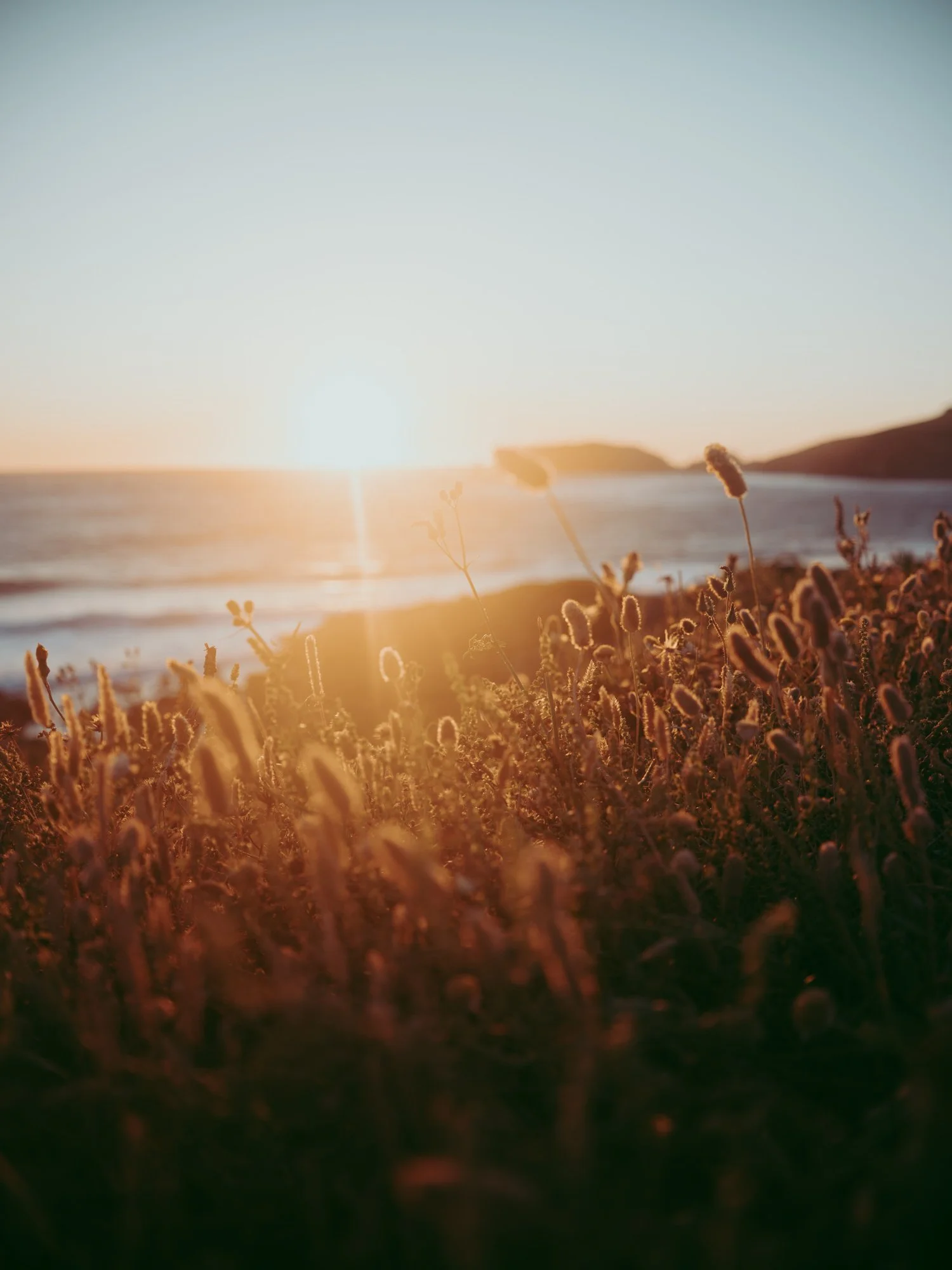 Dettaglio della vegetazione costiera sarda al tramonto con il mare e la luce calda sullo sfondo.