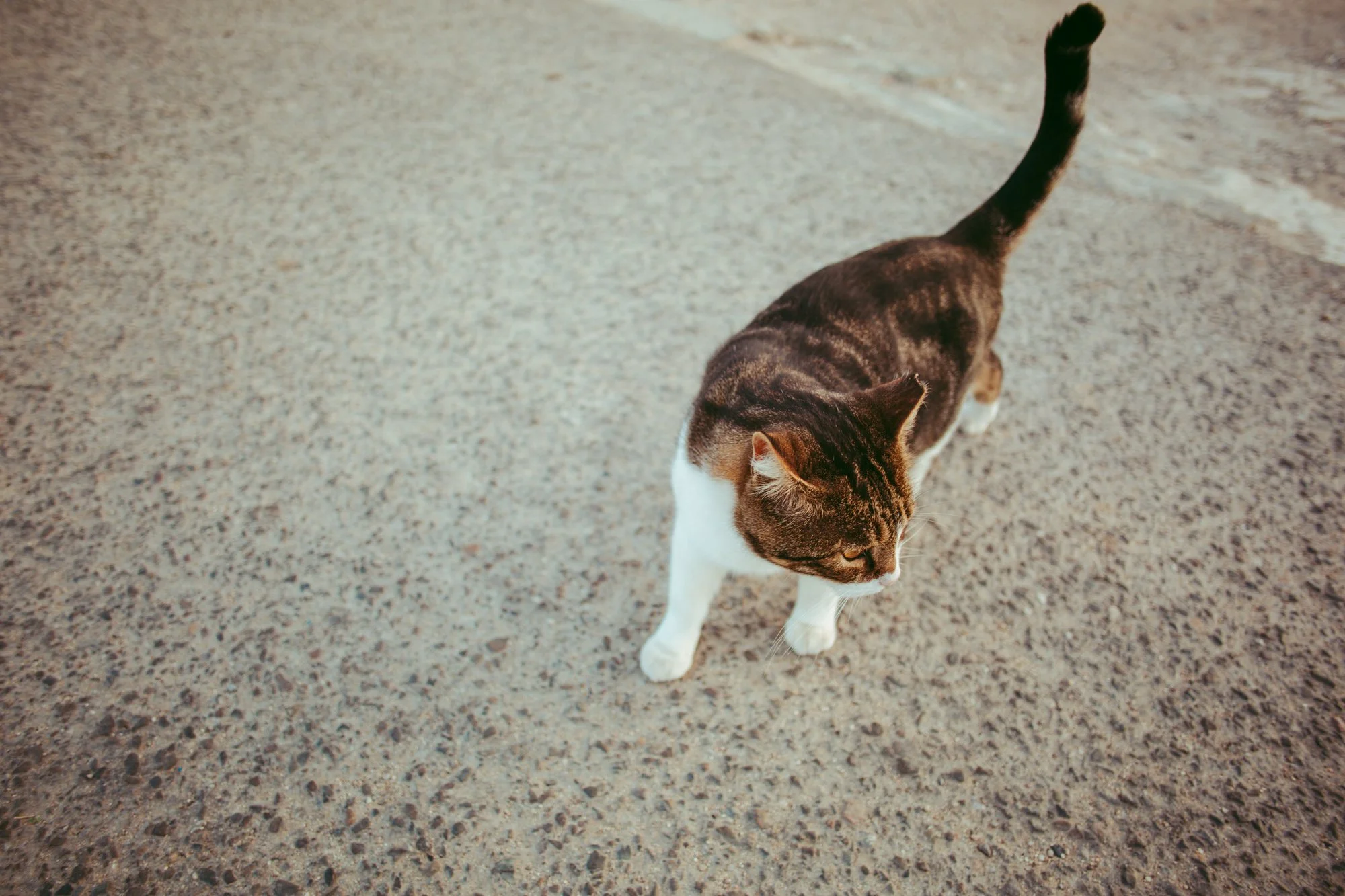 Un simpatico gatto tigrato e bianco cammina curioso sulla strada di pietra durante il reportage di matrimonio