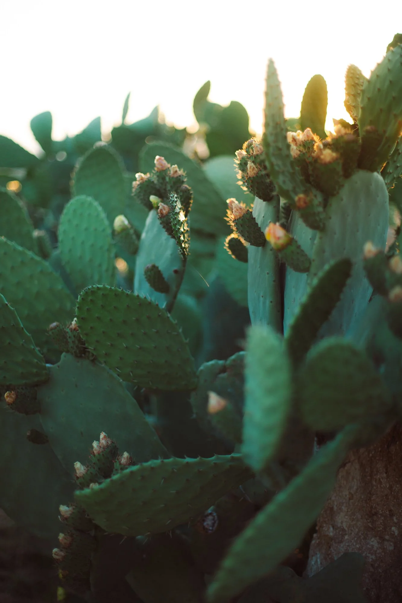 Dettaglio di fichi d'India al tramonto durante un matrimonio in stile mediterraneo