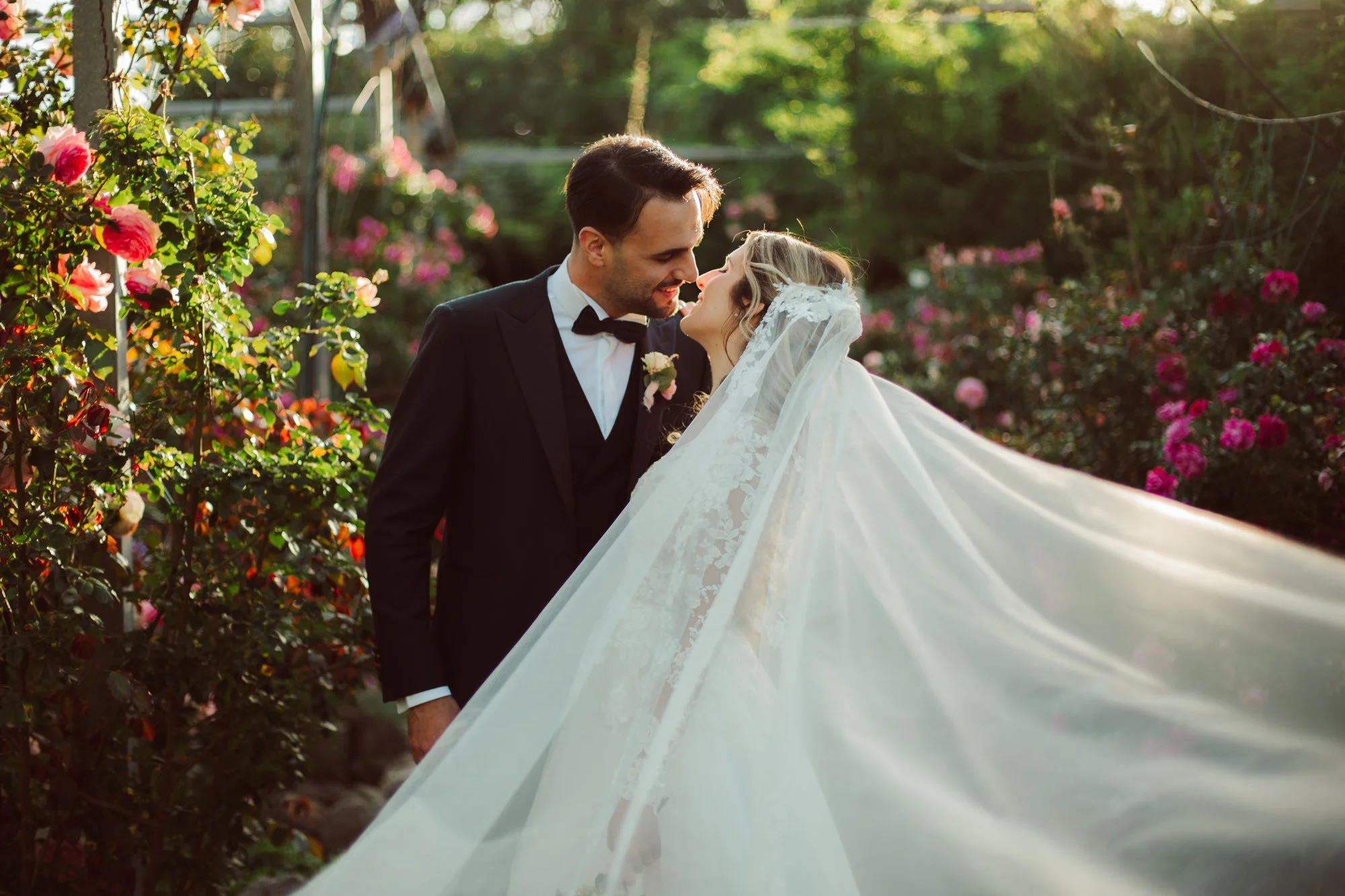 Gli sposi si sfiorano con i volti nel roseto con il lungo velo in pizzo della sposa che fluttua al vento