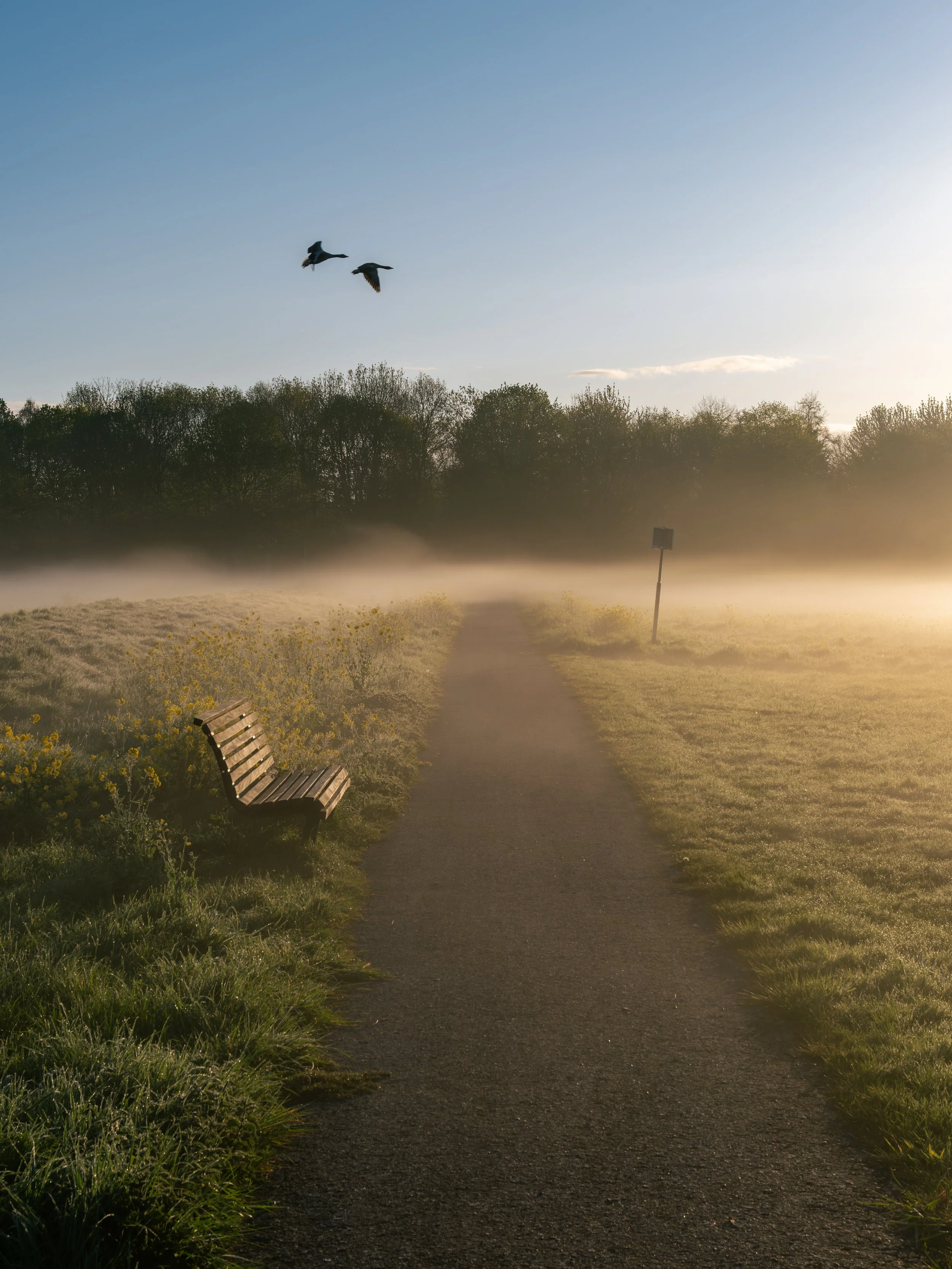 A peaceful park pathway at sunrise with mist on the ground, a bench on the left, trees in the background, and two birds flying in the sky.