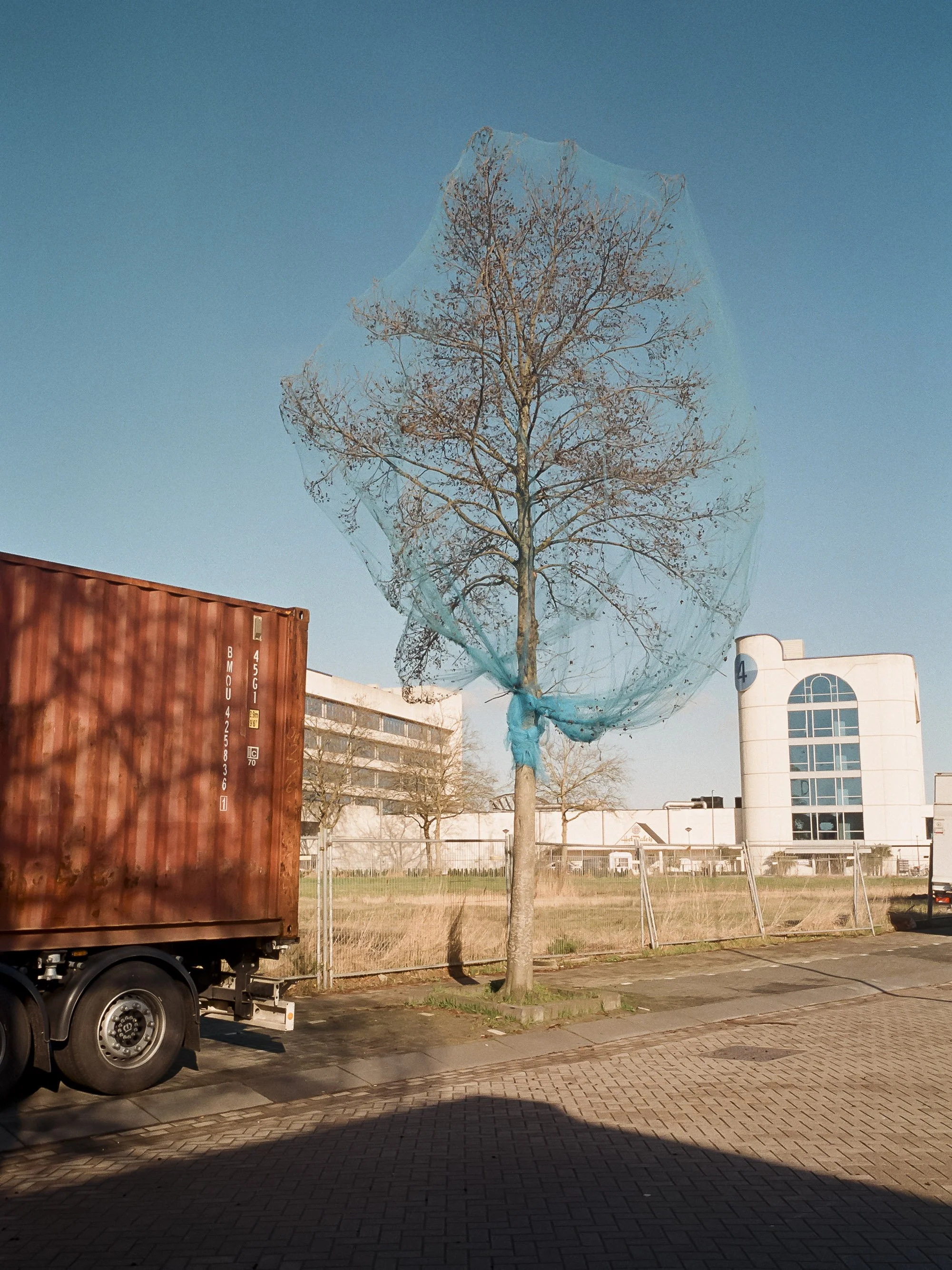 A tree wrapped in a blue protective netting, standing next to a shipping container on a truck in an urban area with modern buildings in the background.