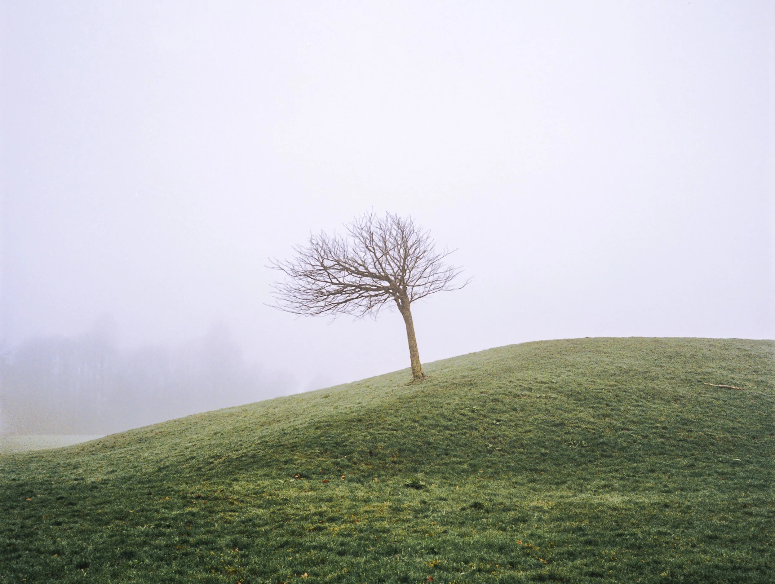A lone bare tree stands on a grassy hillside under an overcast sky.