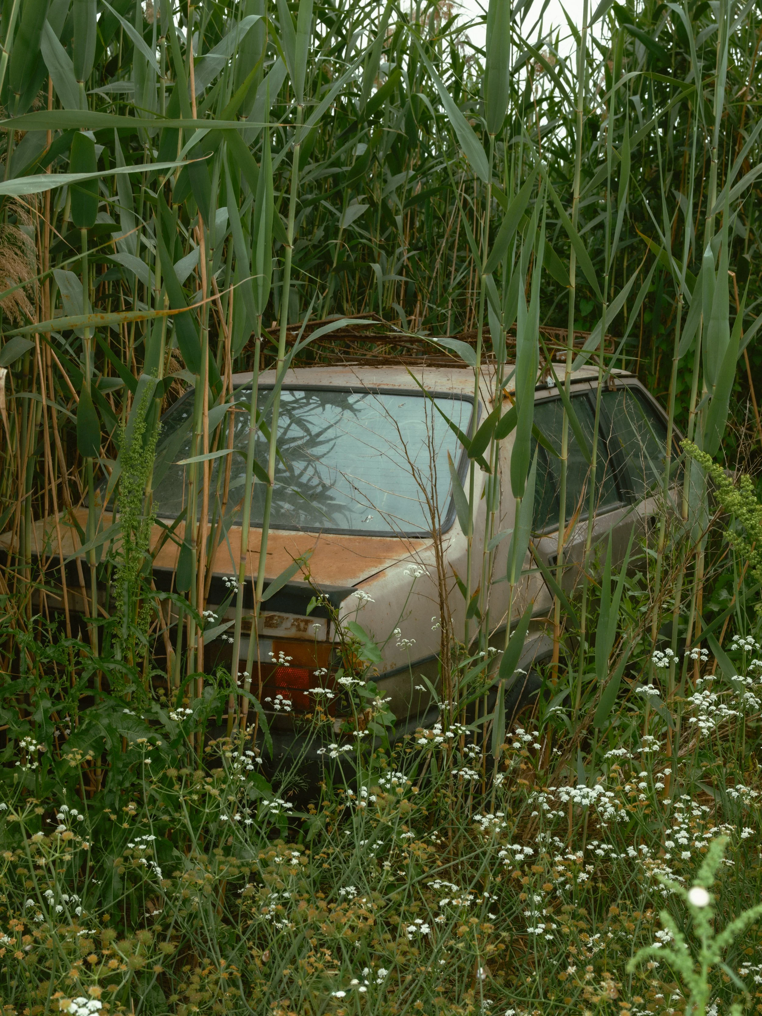 A rusty, abandoned car partially hidden among tall green grass and wildflowers.