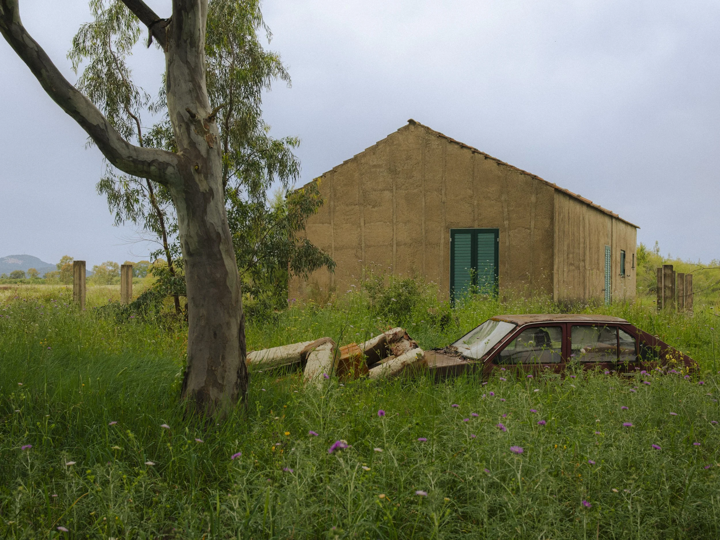 A large tree with peeling bark stands beside a rustic house with green shutters. The scene features an overgrown yard with purple wildflowers and an abandoned car in the grass.
