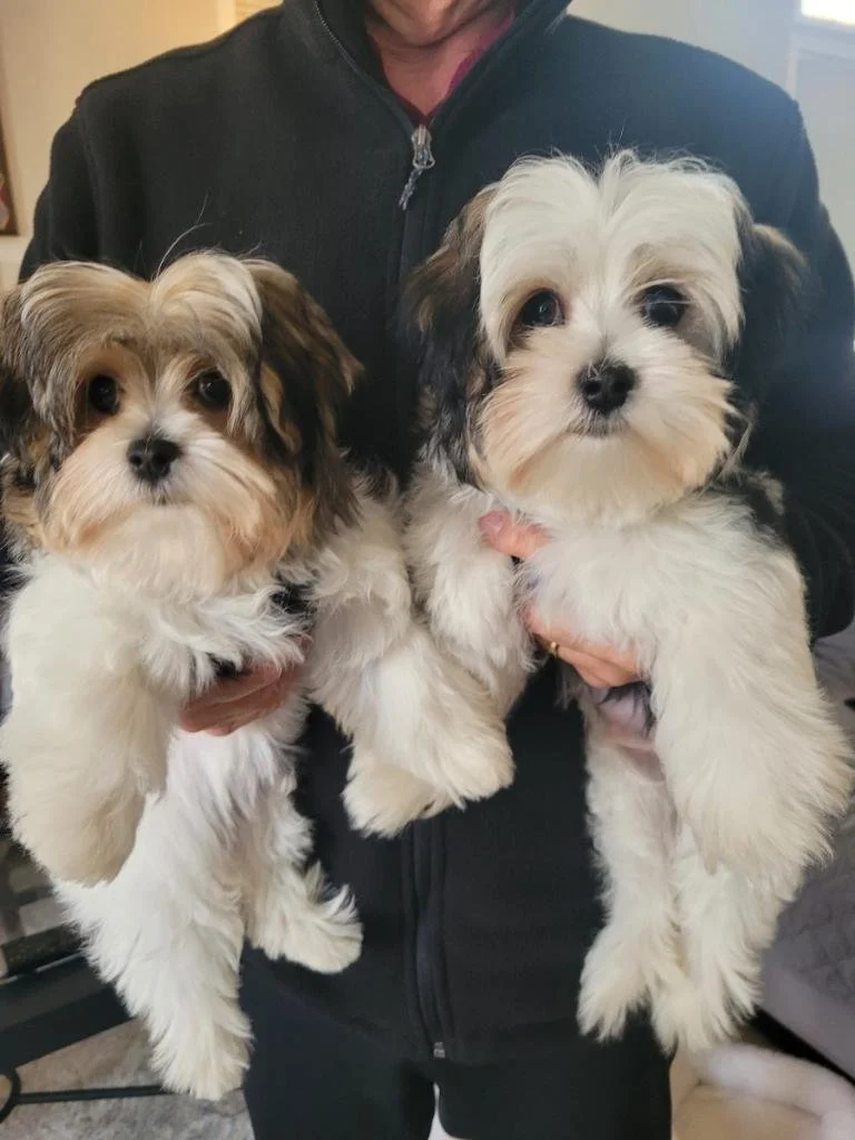 Person holding two small, fluffy mixed breed puppies with black, white, and brown fur in front of their chest.