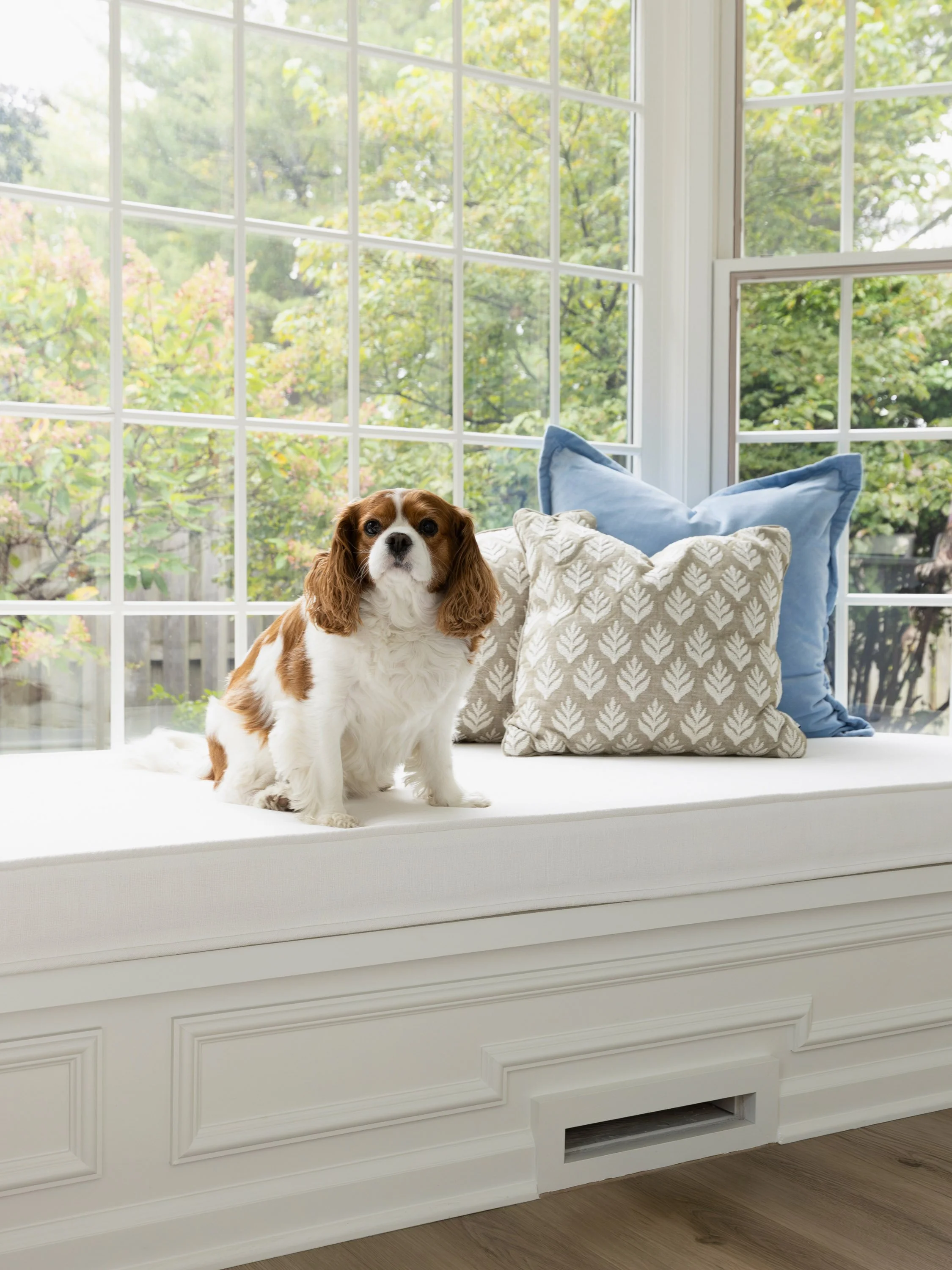 A small Cavalier King Charles Spaniel dog with brown and white fur sitting on a white ledge by a large window with green foliage outside. Behind the dog are two blue pillows and a beige patterned pillow.