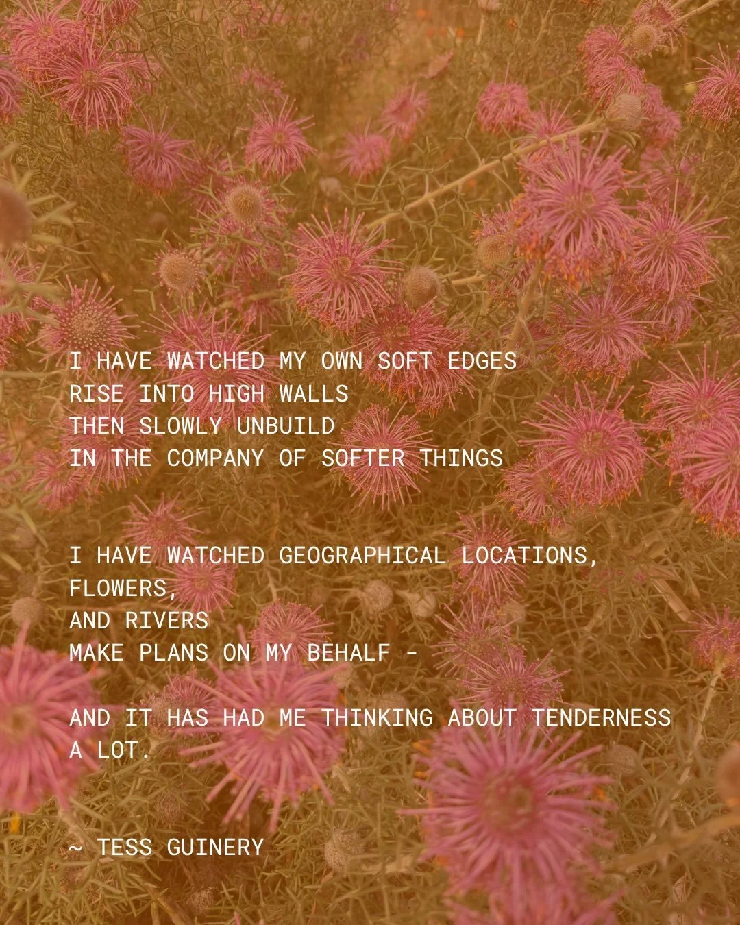 I&rsquo;ve been thinking a lot about tenderness too 🌸

Words - like magic spells @tessguinery - I have loved your prose forever