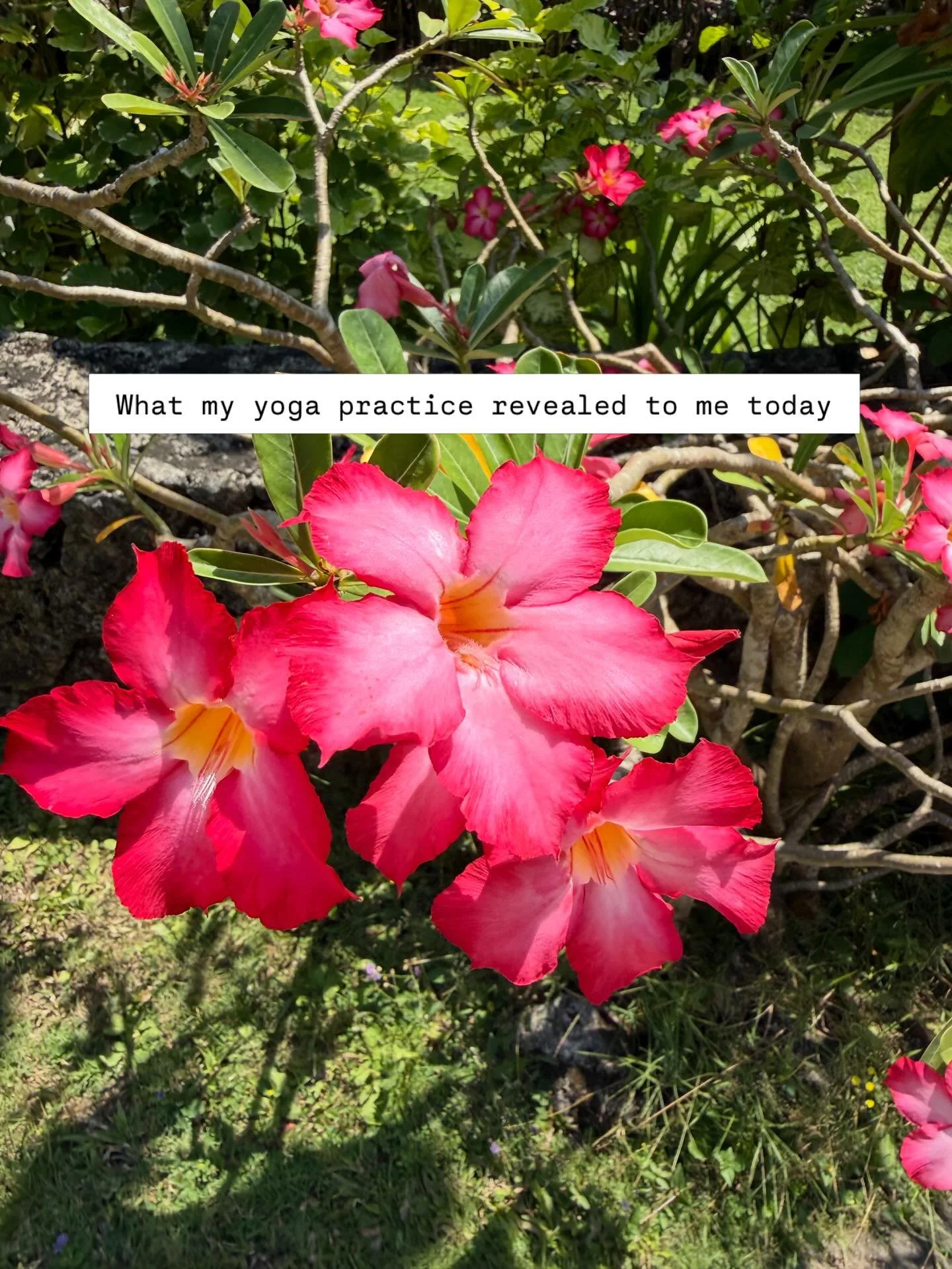Every single time I return to my own daily practice - which shock horror - can be neglected when you&rsquo;re teaching lots and lots&hellip;I receive Devine messages from the Universe. 

That&rsquo;s the thing about Yoga, it&rsquo;s magic but the kin