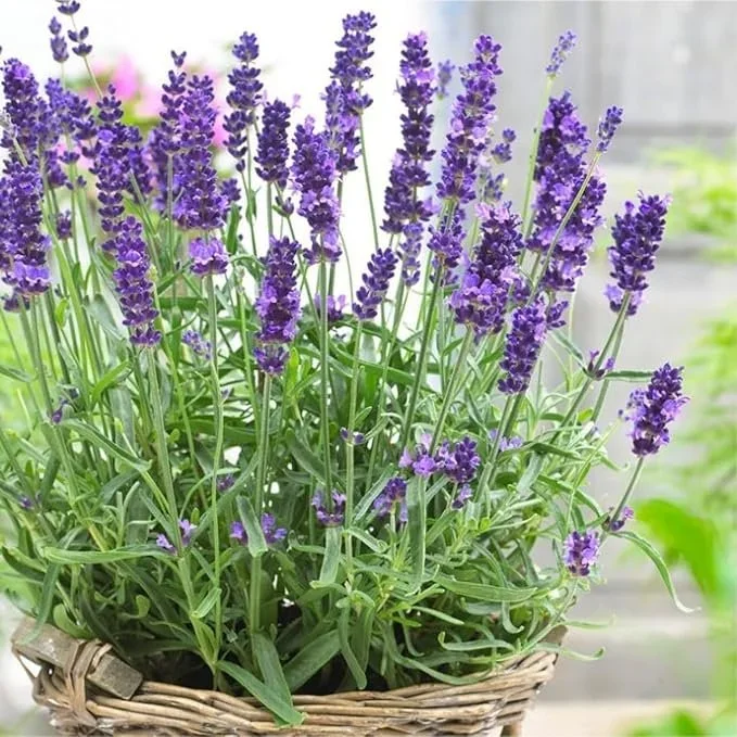 71+Cx8aVm8L._AC_SX679_.webp
